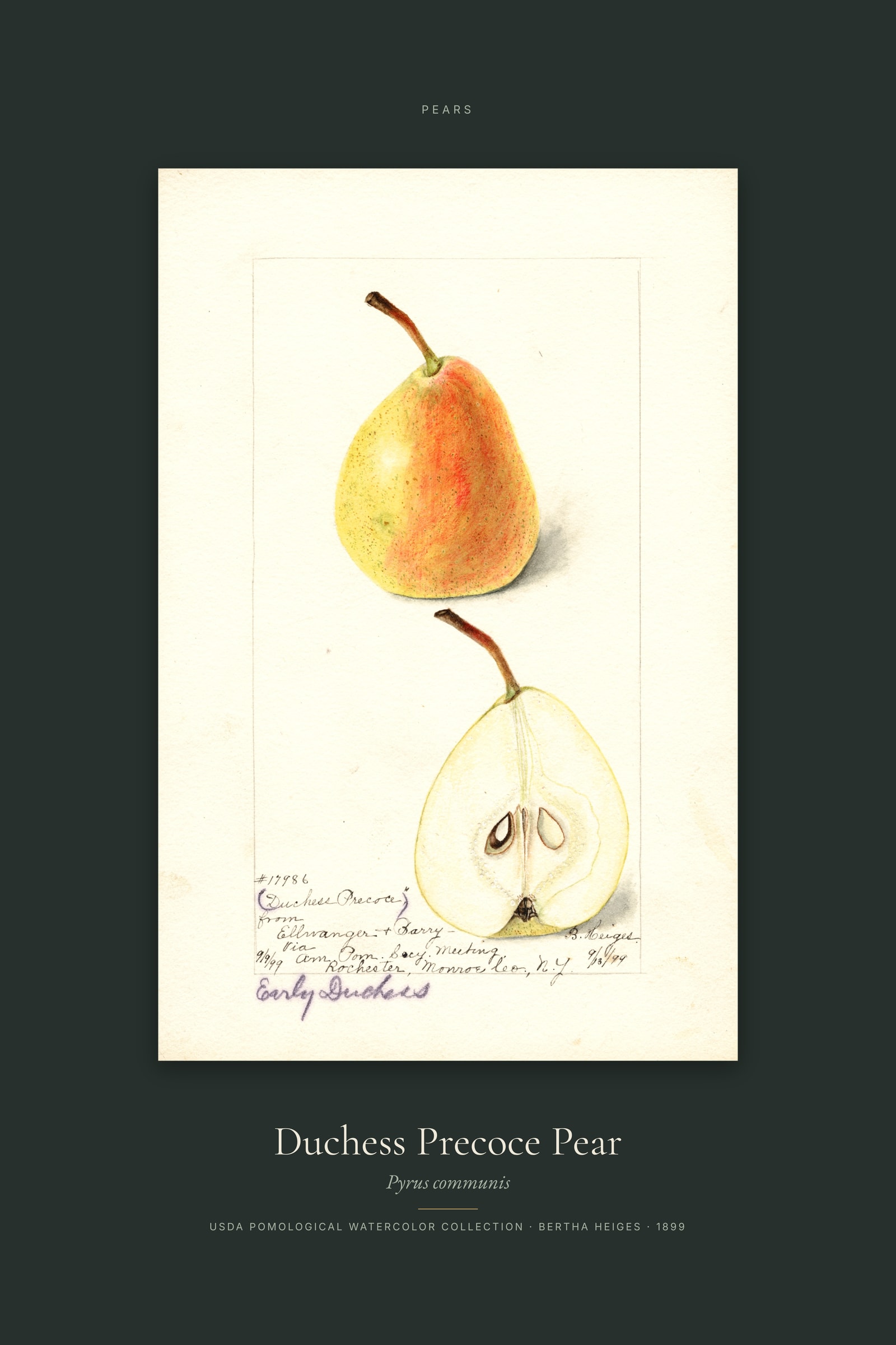 Duchess Precoce Pear — Specimen