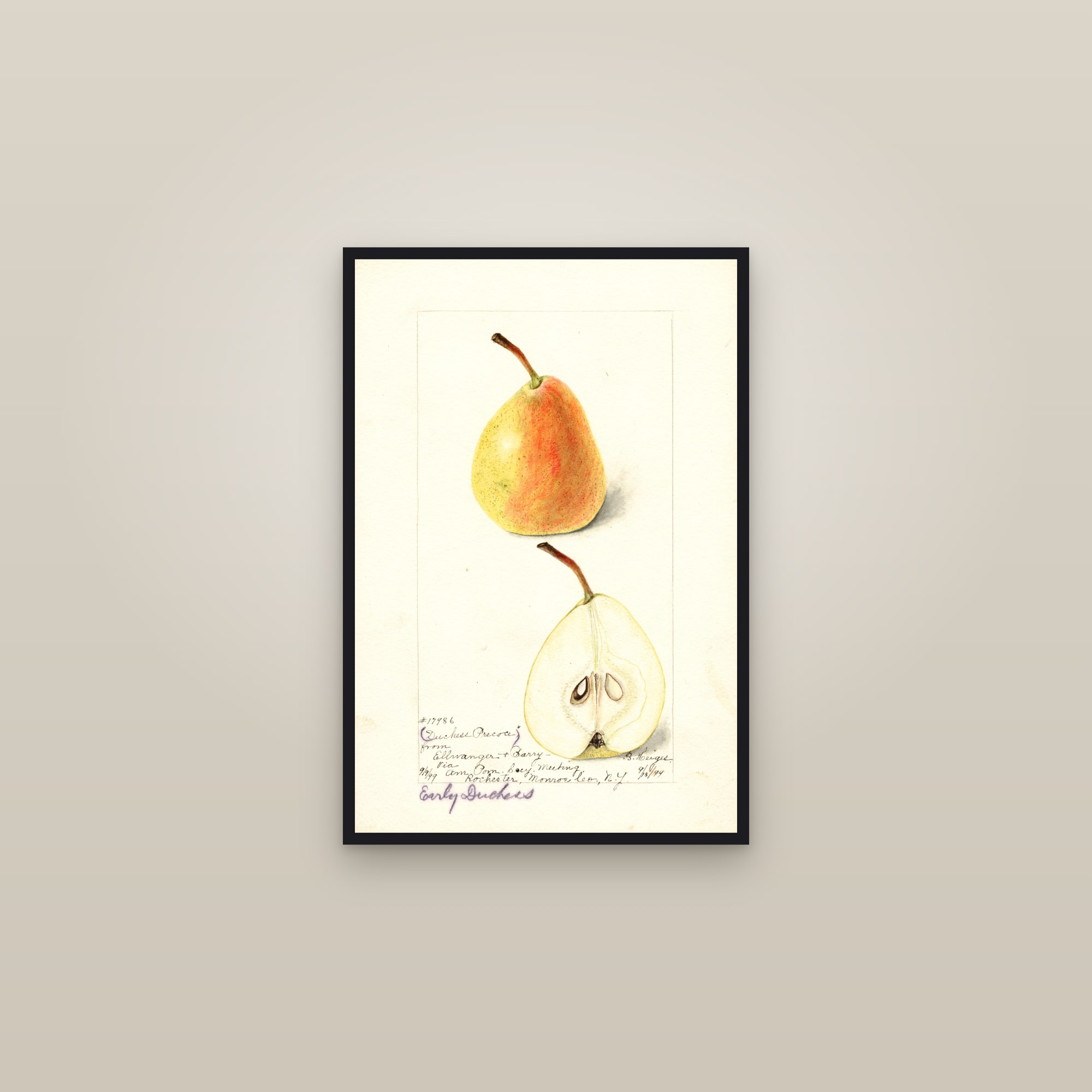 Duchess Precoce Pear — framed in a gallery setting