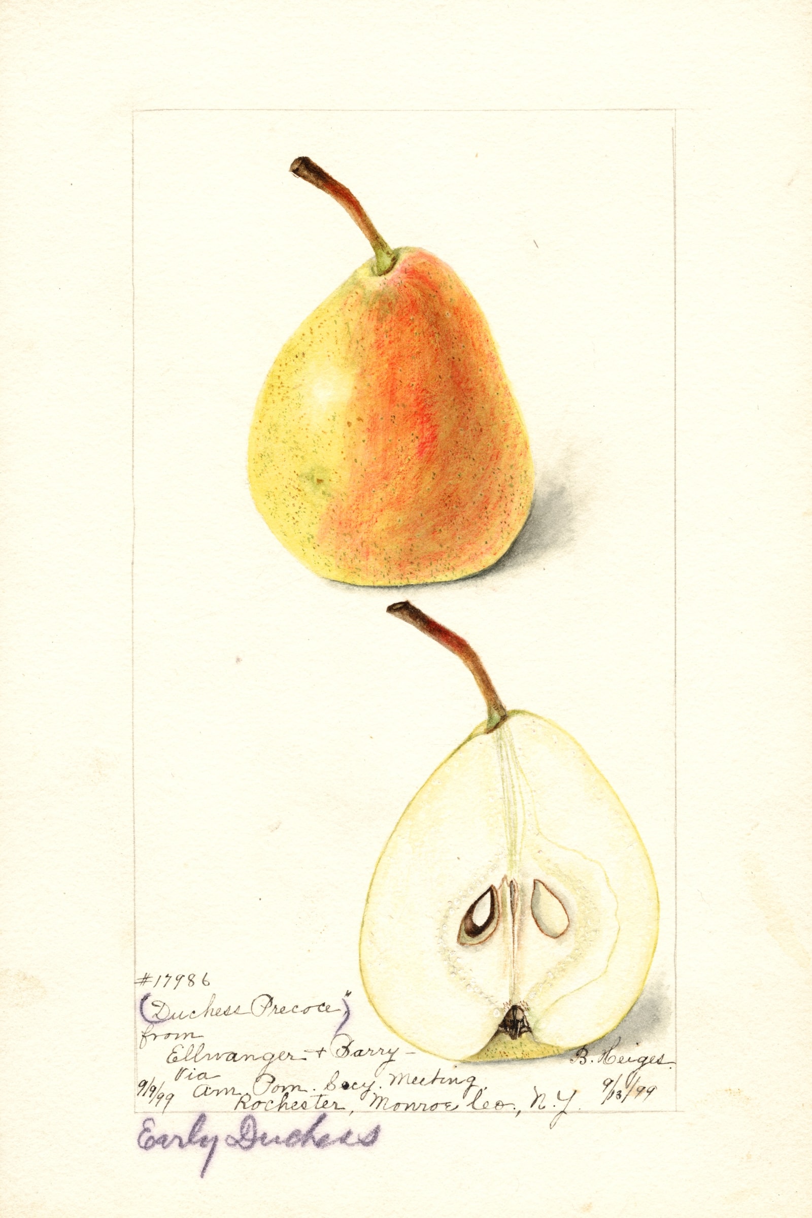 Duchess Precoce Pear