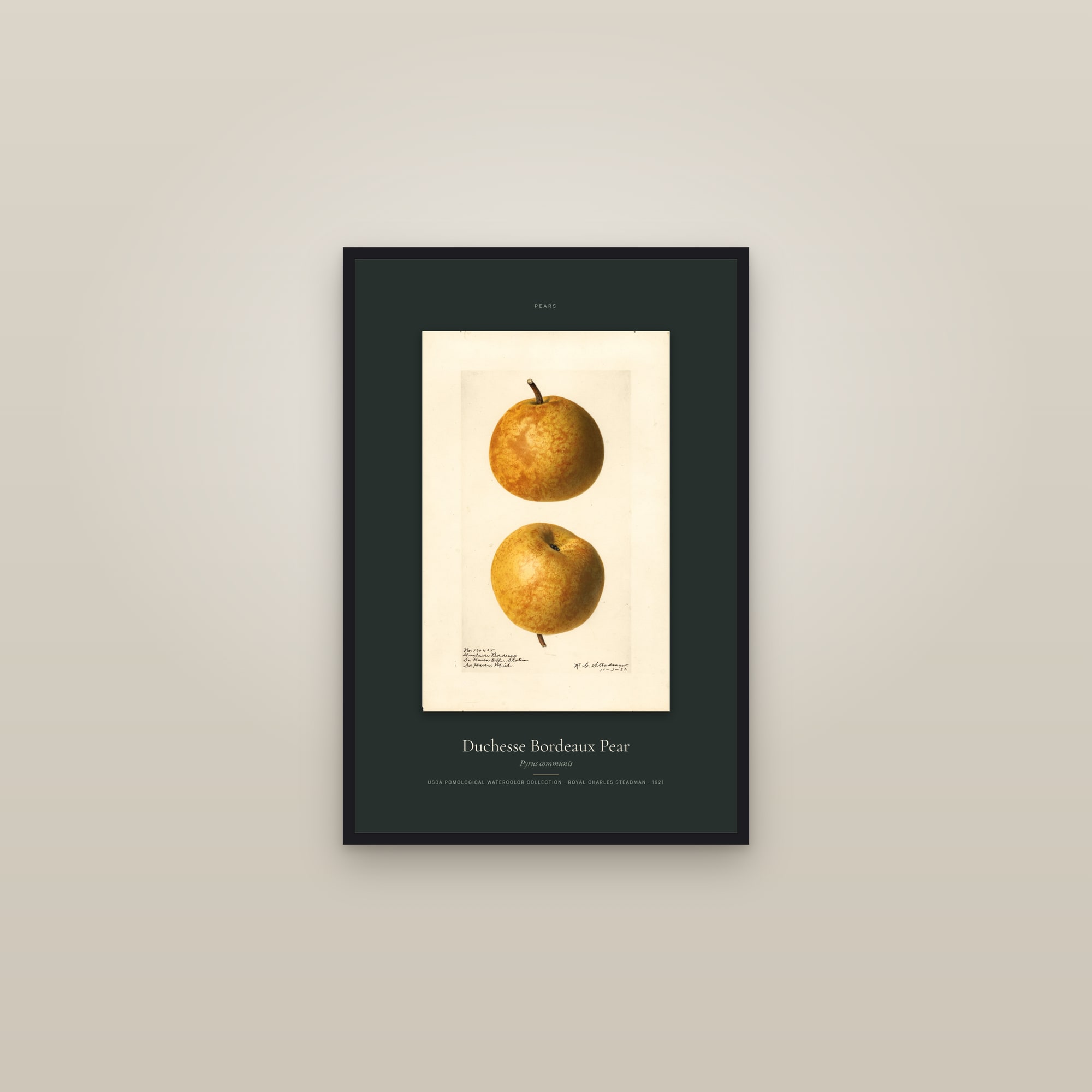Duchesse Bordeaux Pear — Specimen — framed in a gallery setting