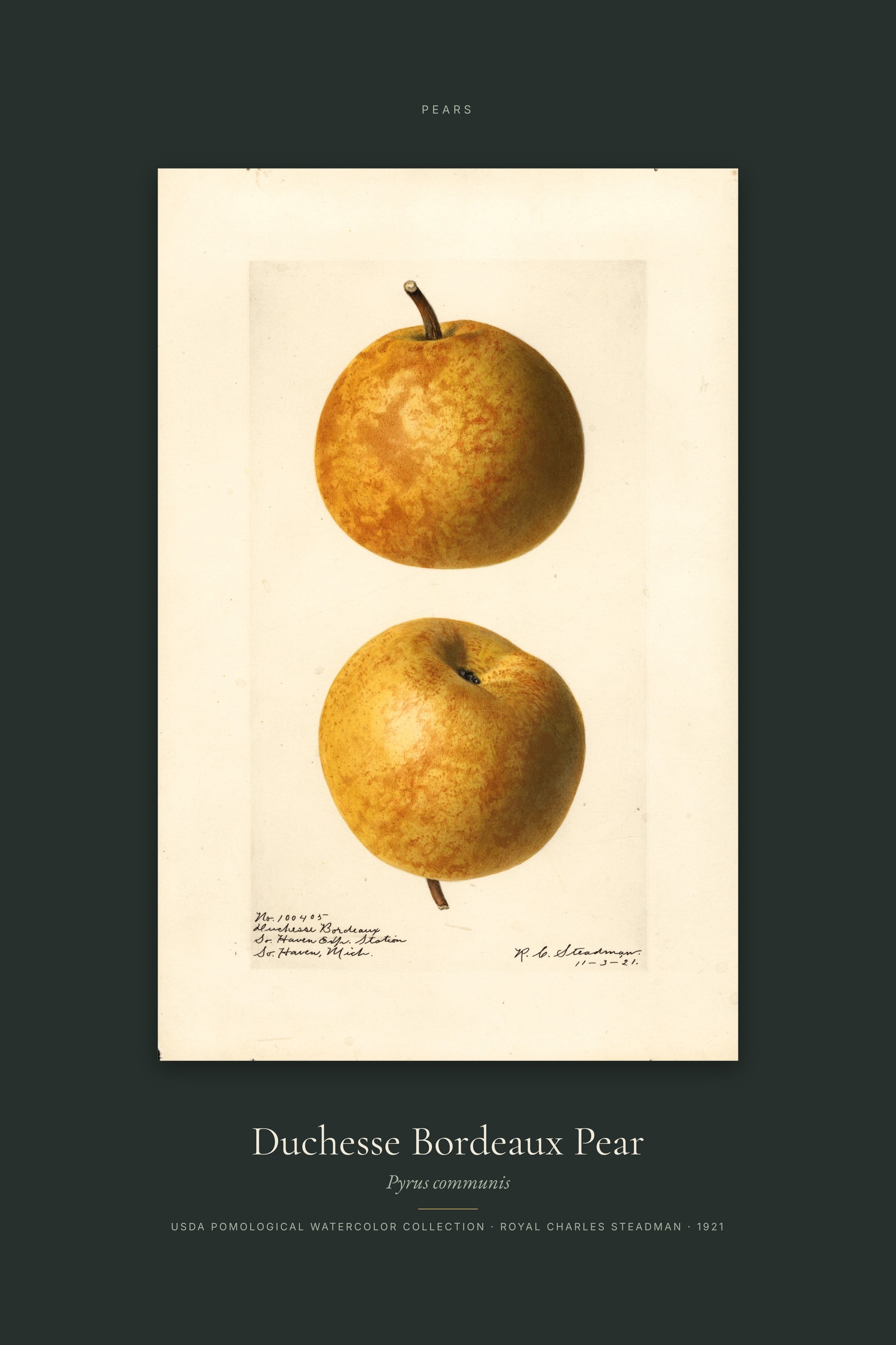 Duchesse Bordeaux Pear — Specimen
