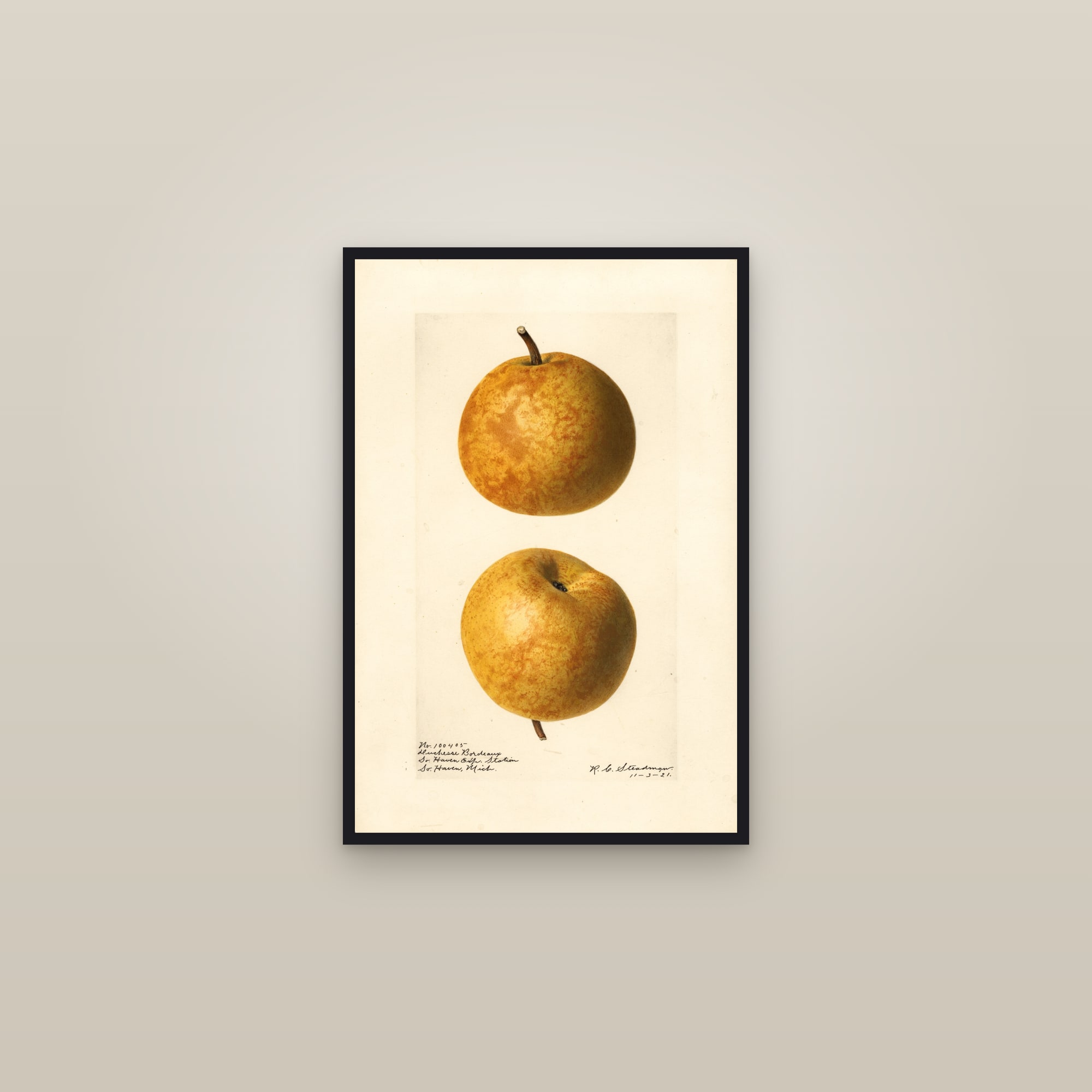 Duchesse Bordeaux Pear — framed in a gallery setting