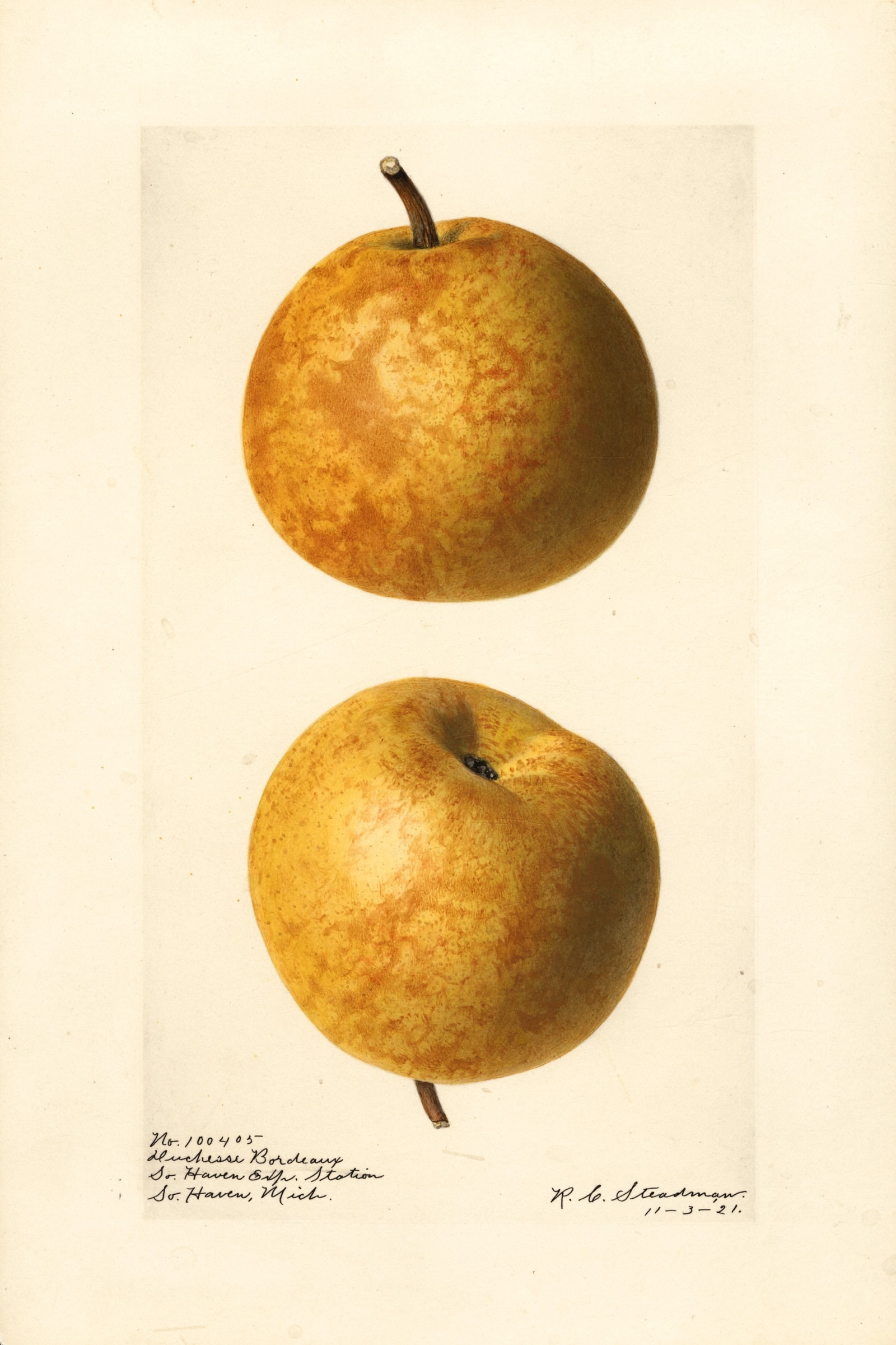 Duchesse Bordeaux Pear