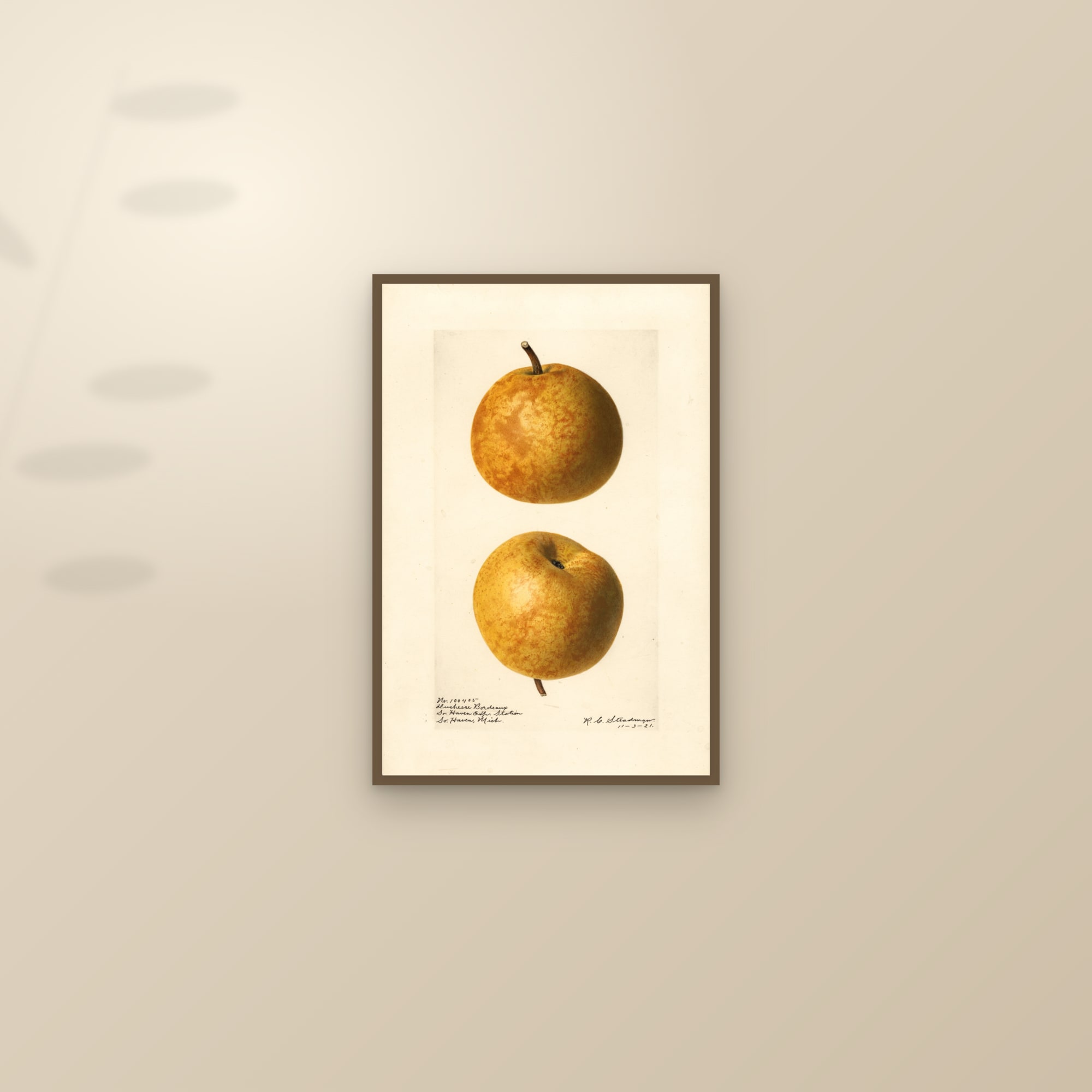 Duchesse Bordeaux Pear — framed and styled on a sunlit wall