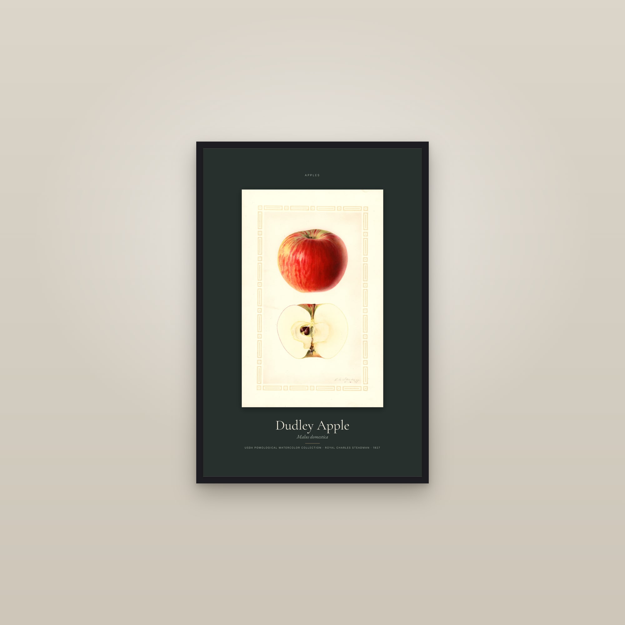 Dudley Apple — Specimen — framed in a gallery setting