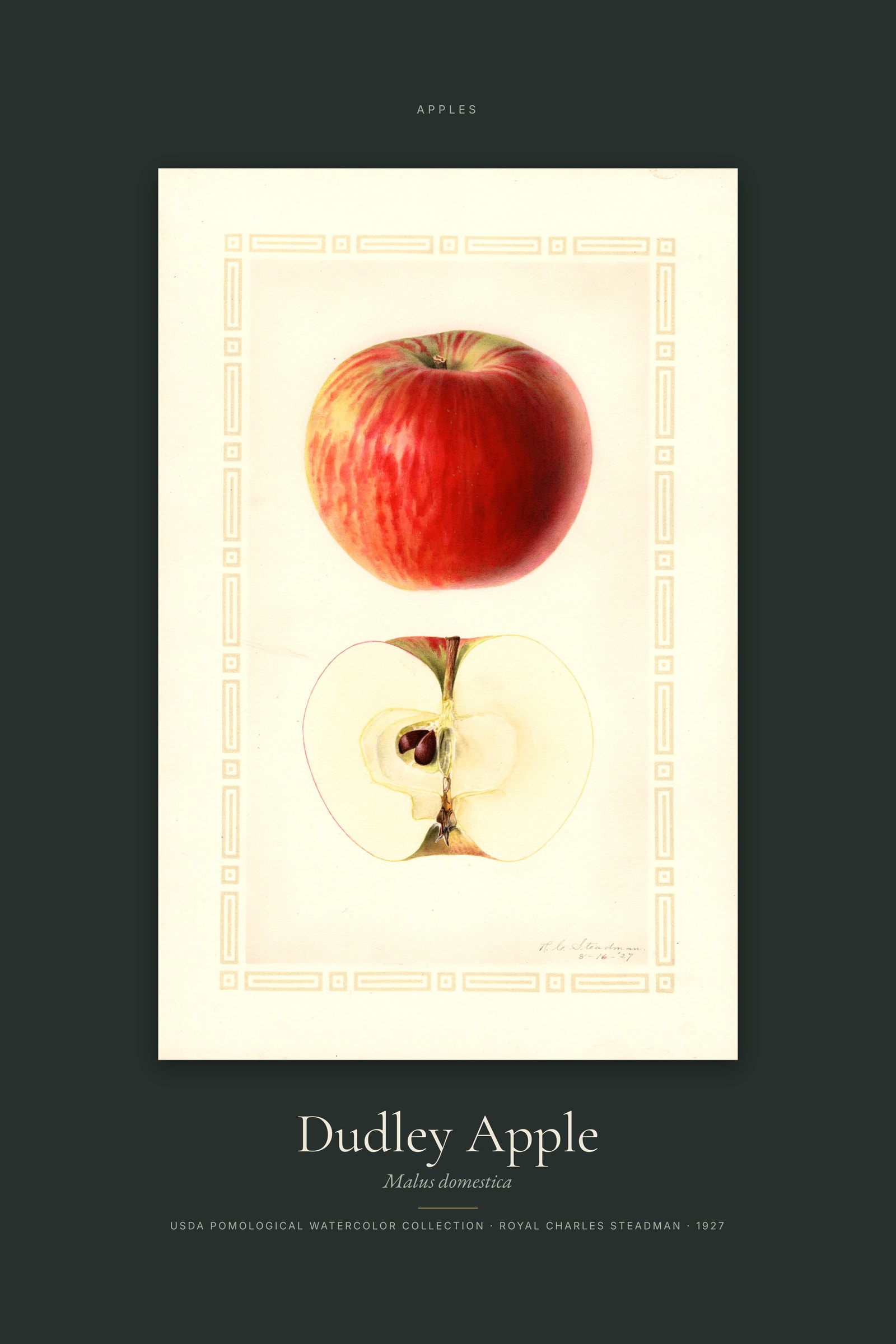 Dudley Apple — Specimen