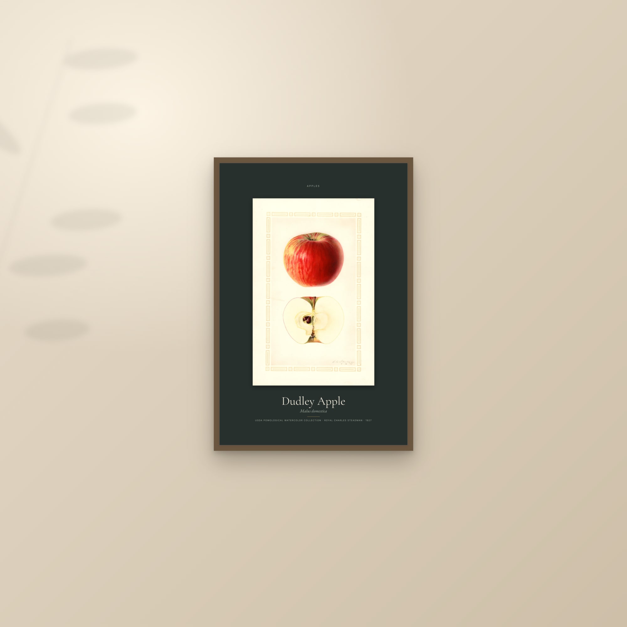 Dudley Apple — Specimen — framed and styled on a sunlit wall