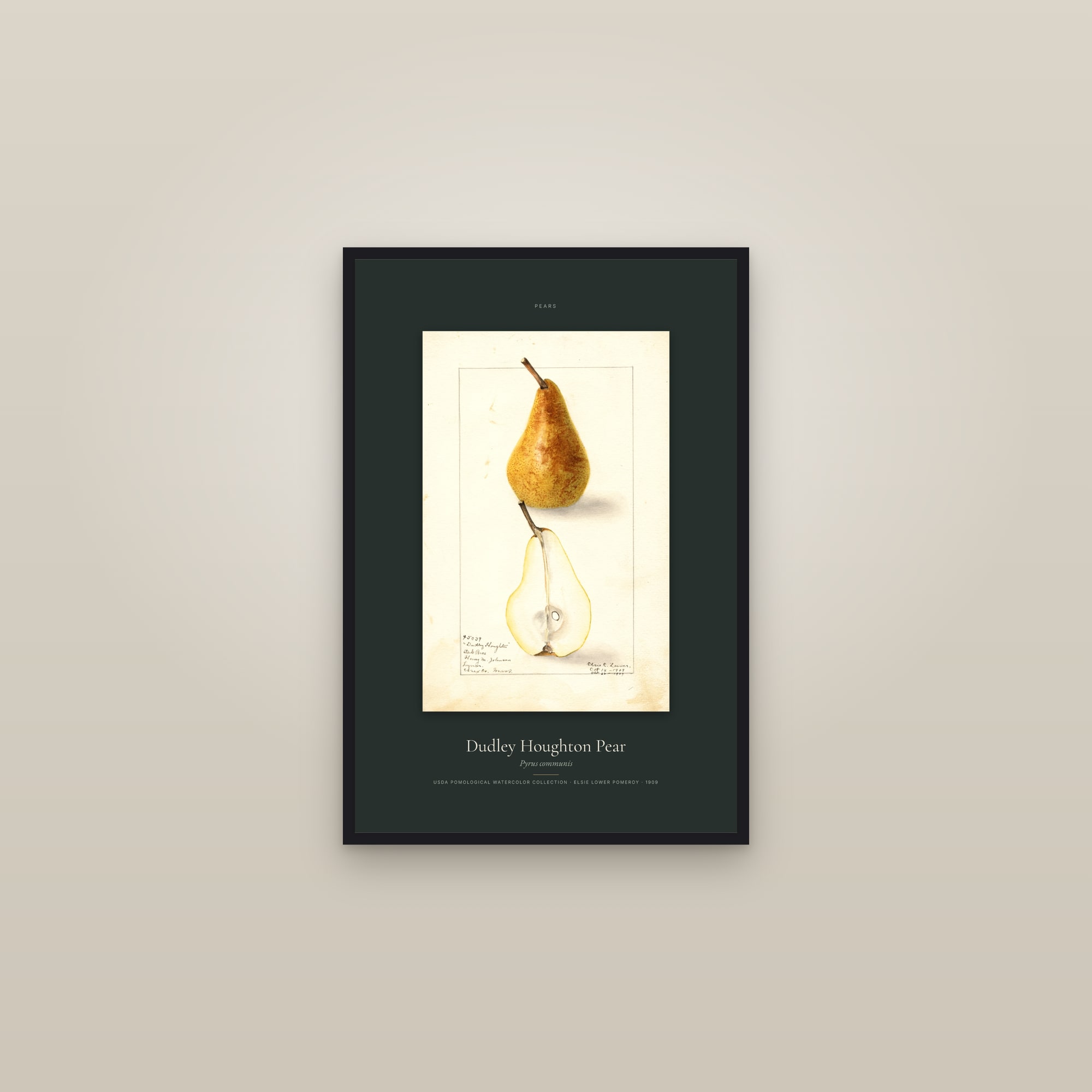Dudley Houghton Pear — Specimen — framed in a gallery setting