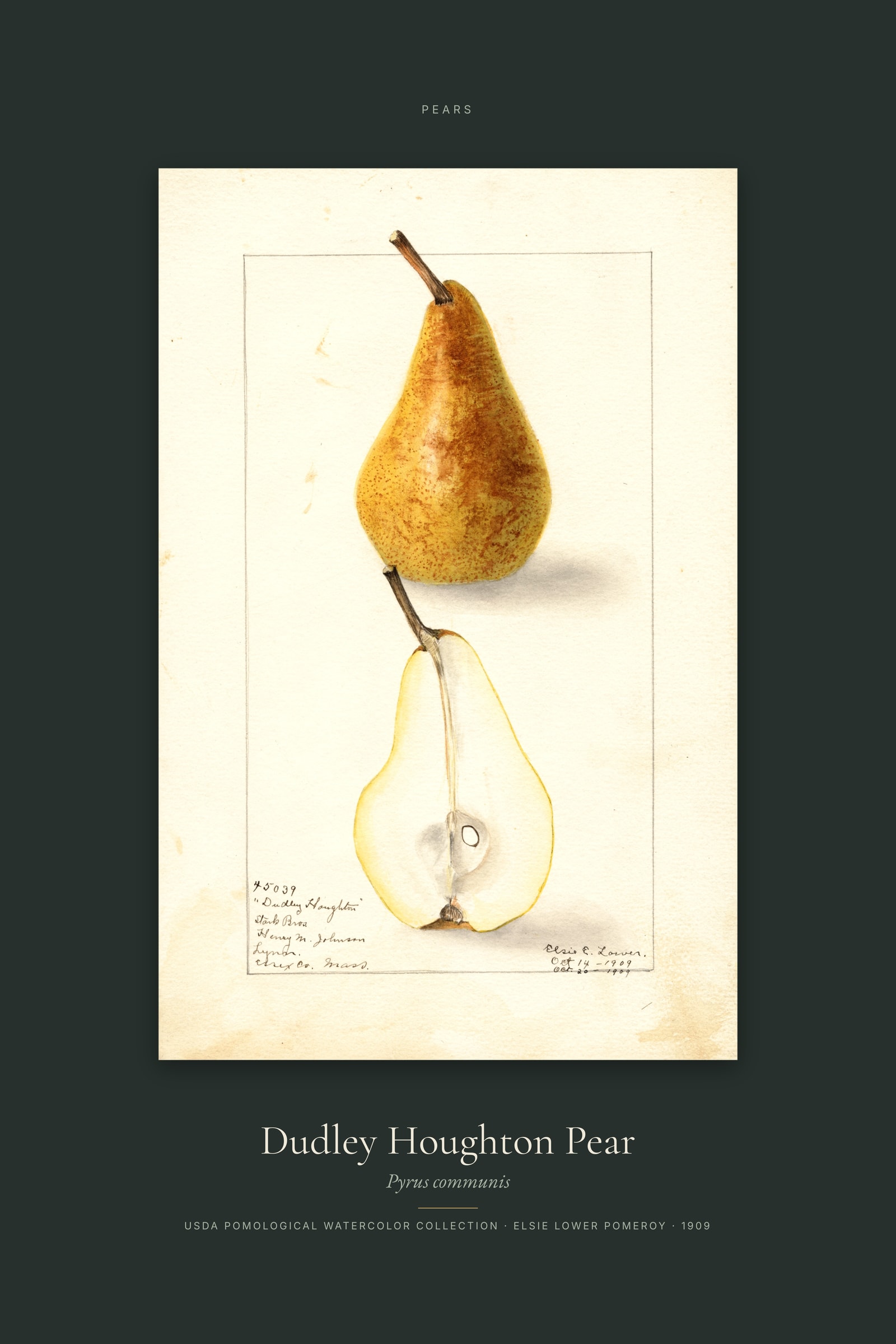 Dudley Houghton Pear — Specimen