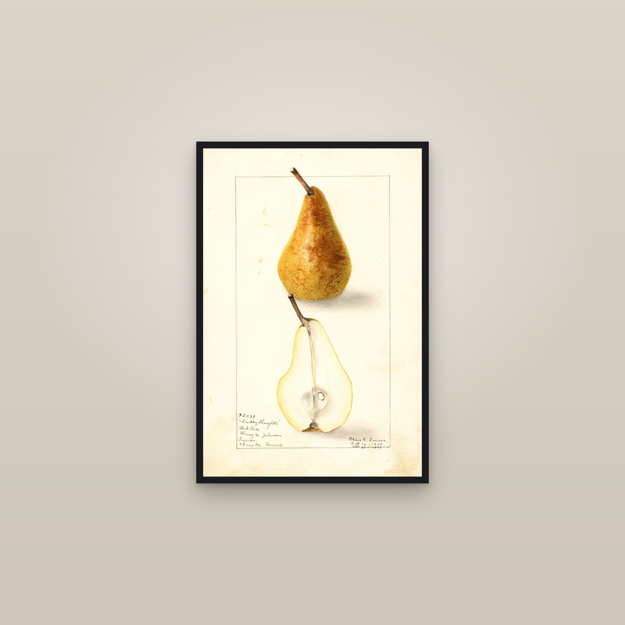 Dudley Houghton Pear — framed in a gallery setting
