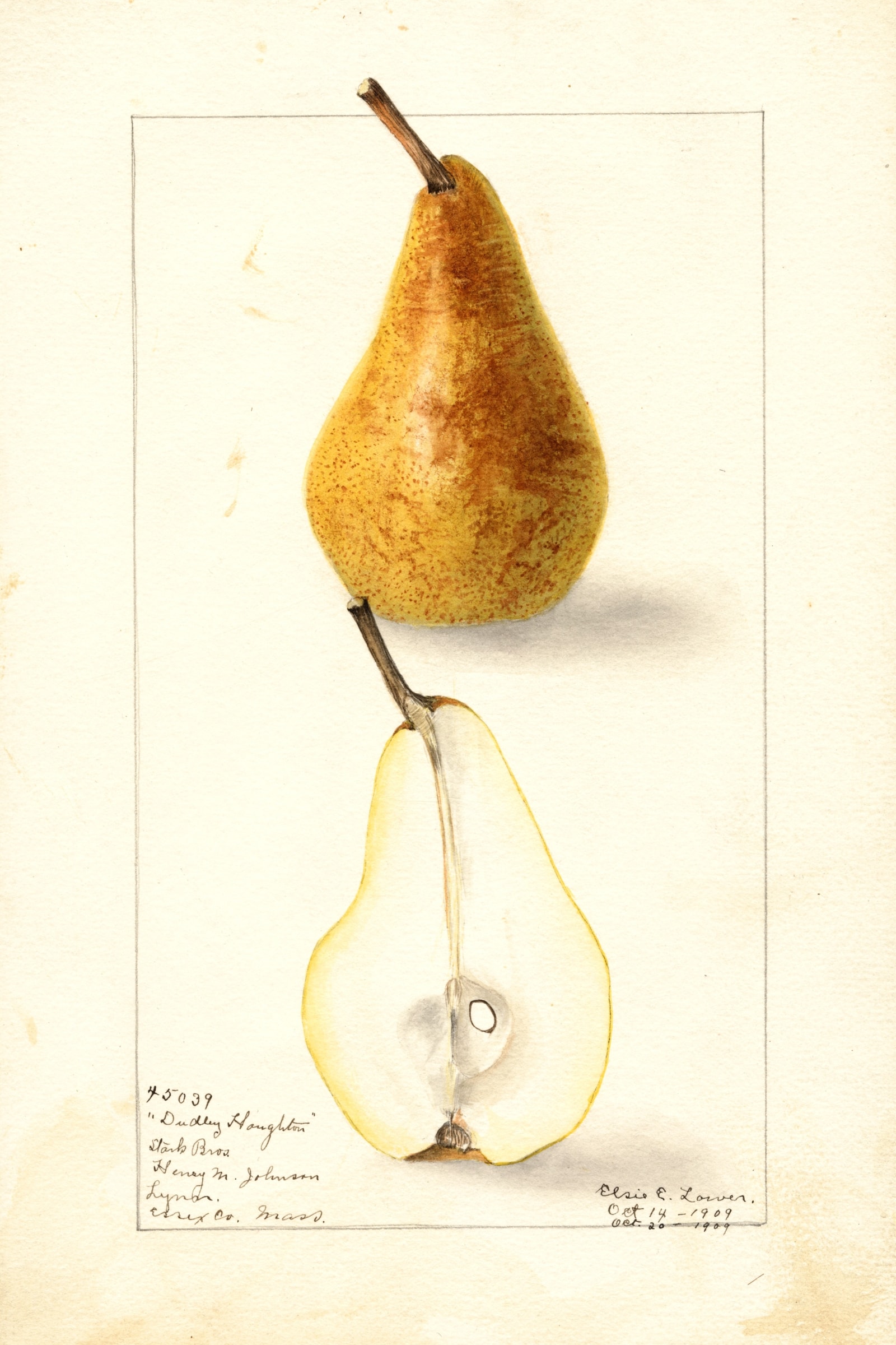 Dudley Houghton Pear