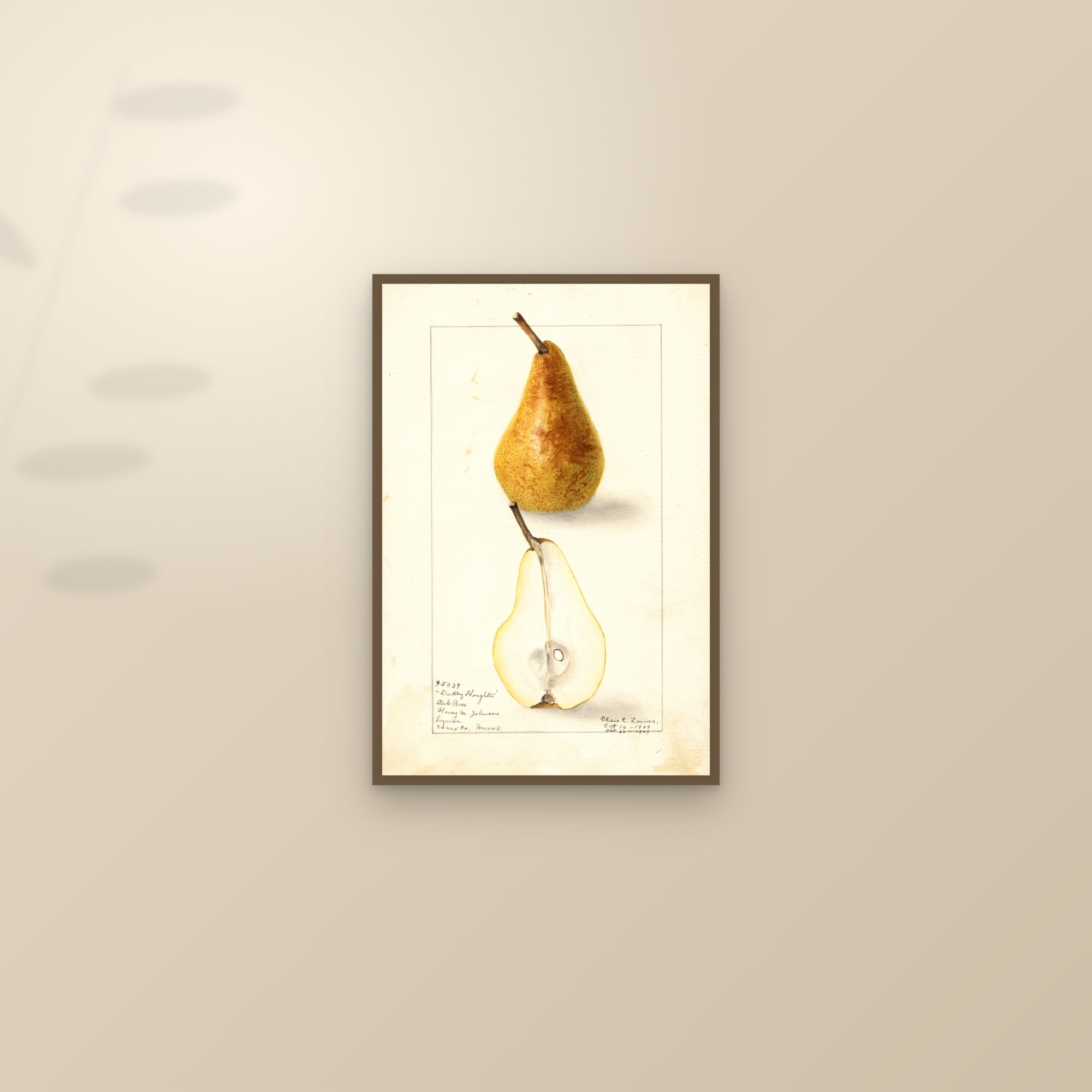 Dudley Houghton Pear — framed and styled on a sunlit wall