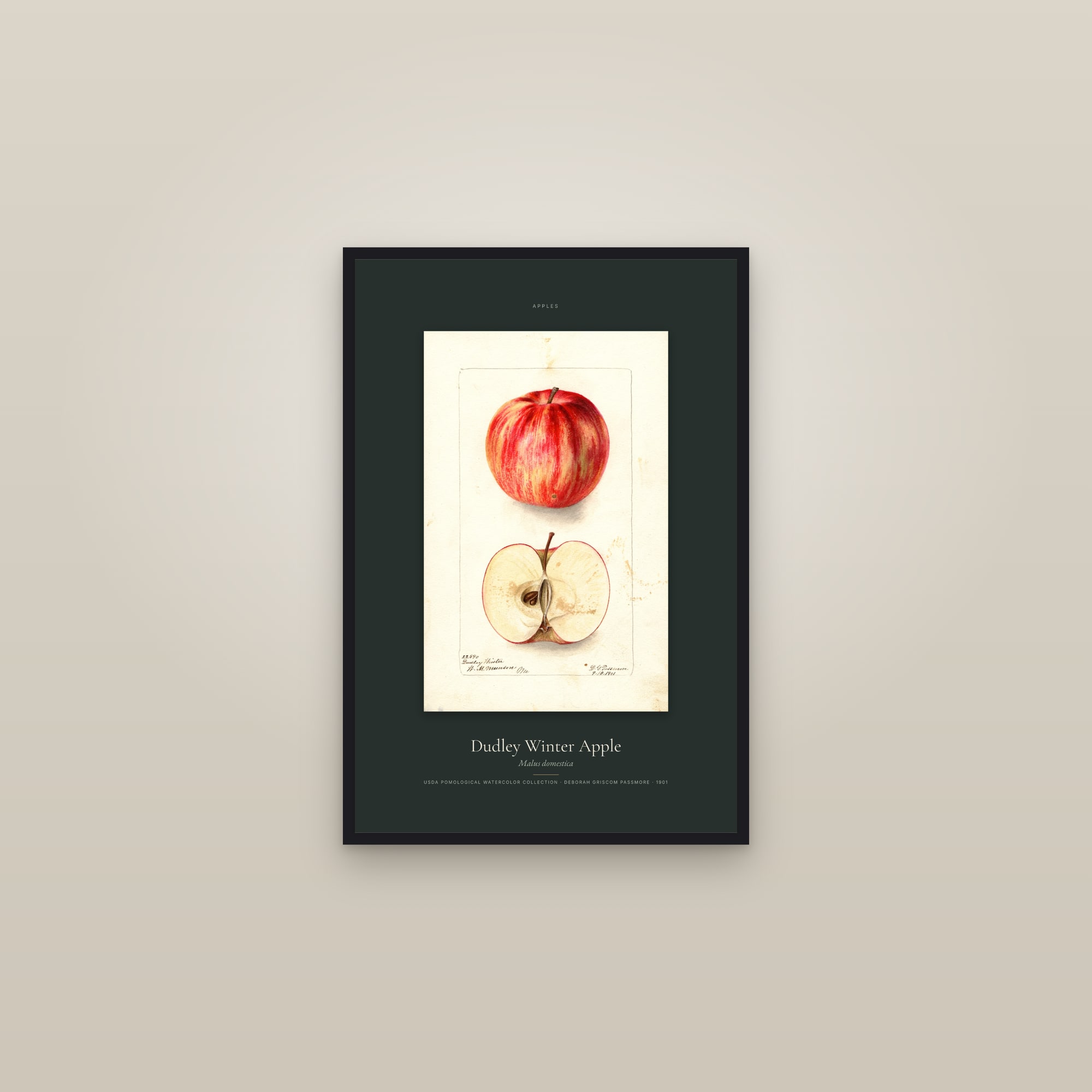 Dudley Winter Apple — Specimen — framed in a gallery setting
