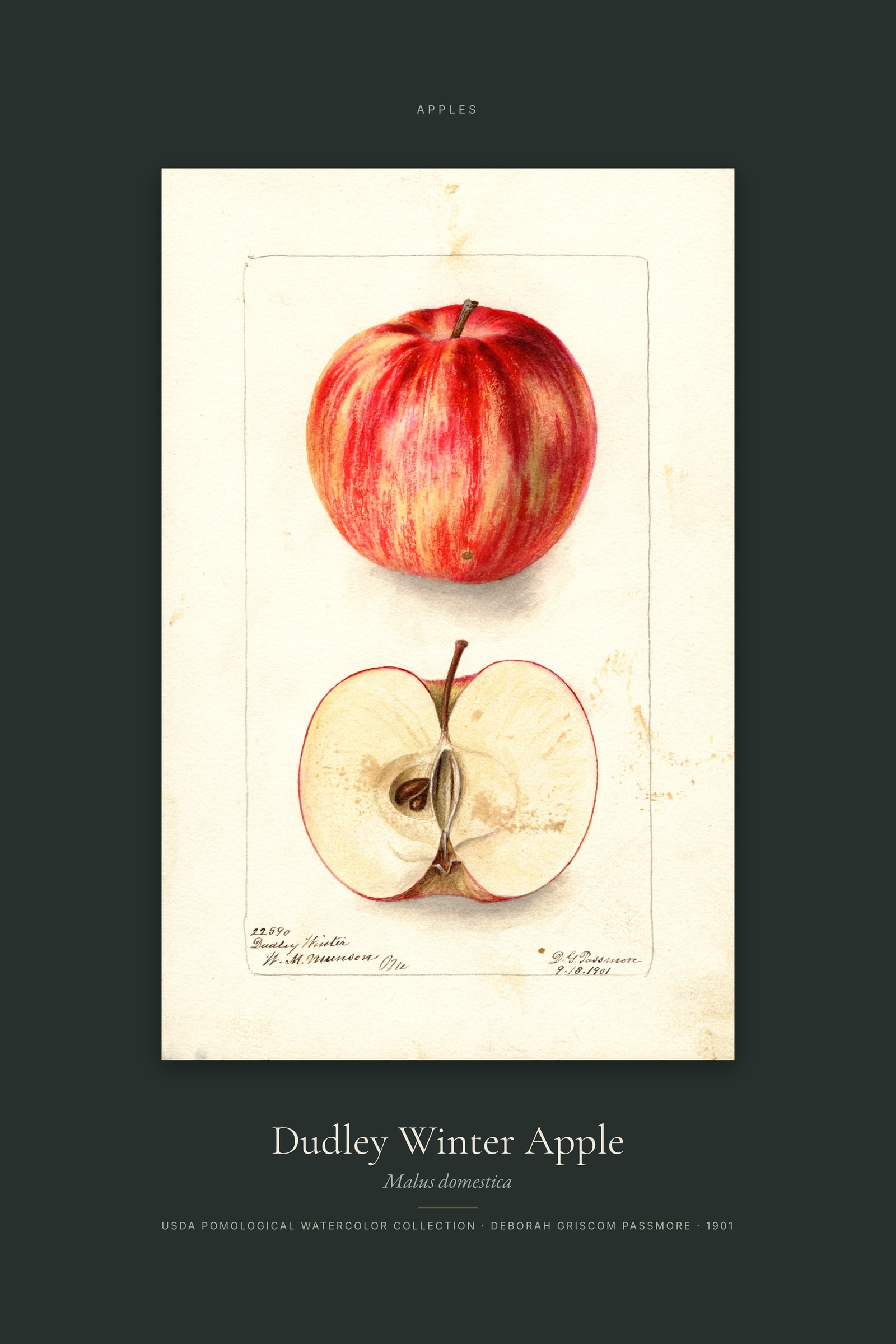 Dudley Winter Apple — Specimen