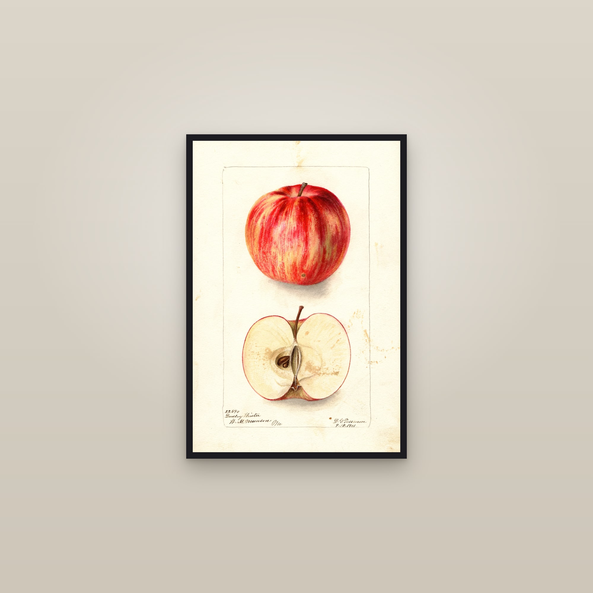 Dudley Winter Apple — framed in a gallery setting