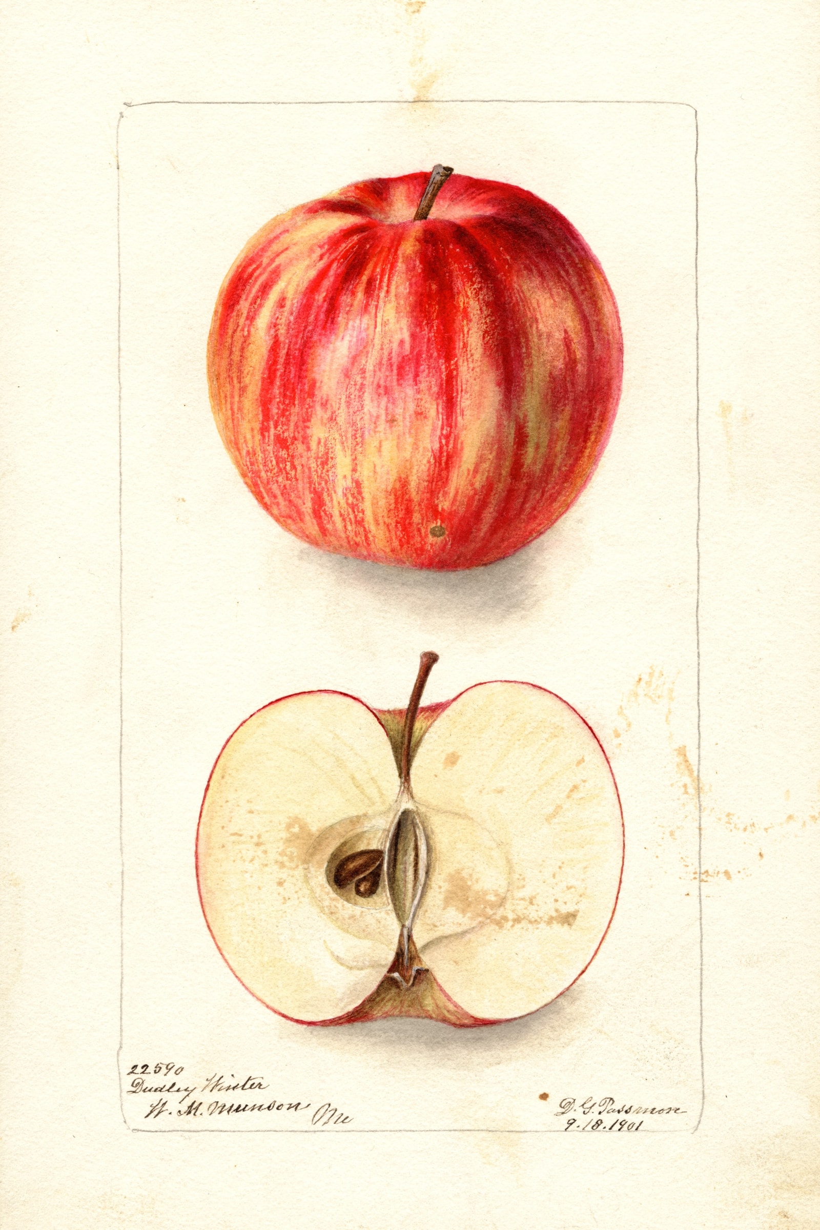 Dudley Winter Apple