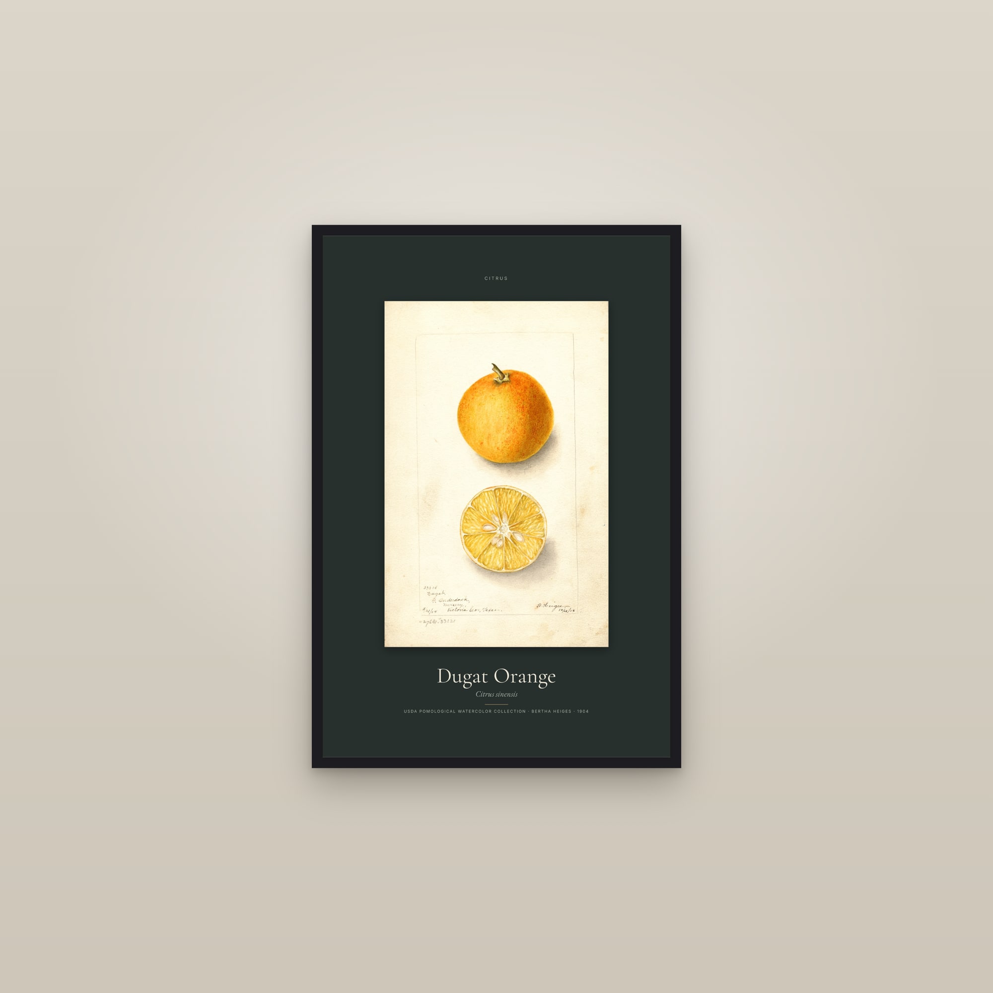 Dugat Orange — Specimen — framed in a gallery setting