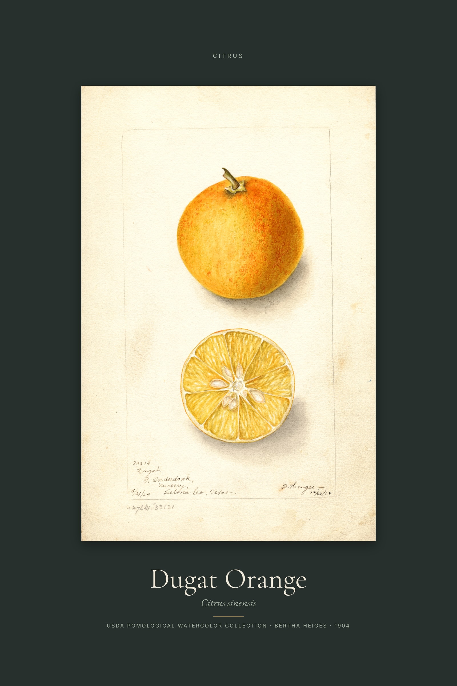 Dugat Orange — Specimen