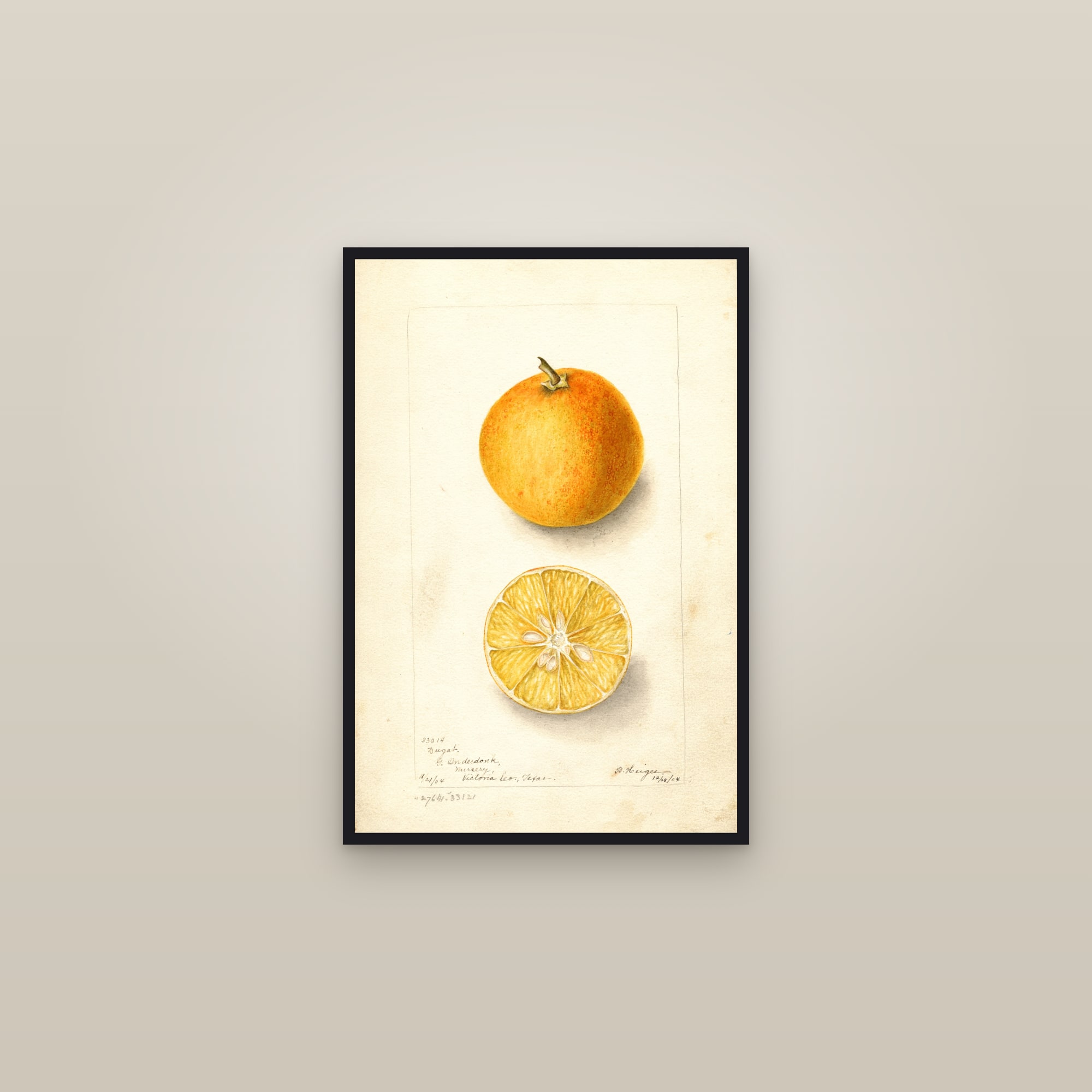 Dugat Orange — framed in a gallery setting