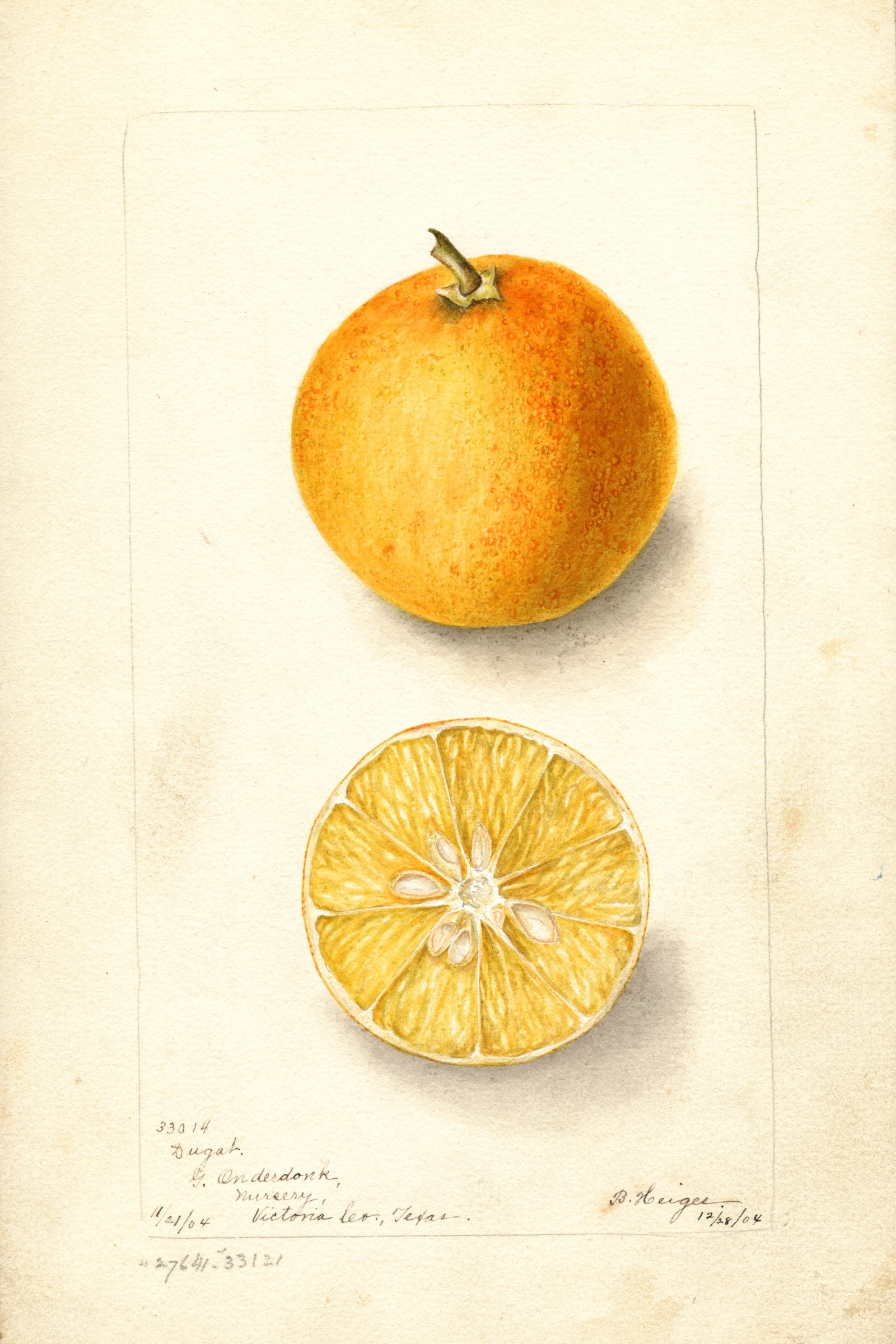 Dugat Orange