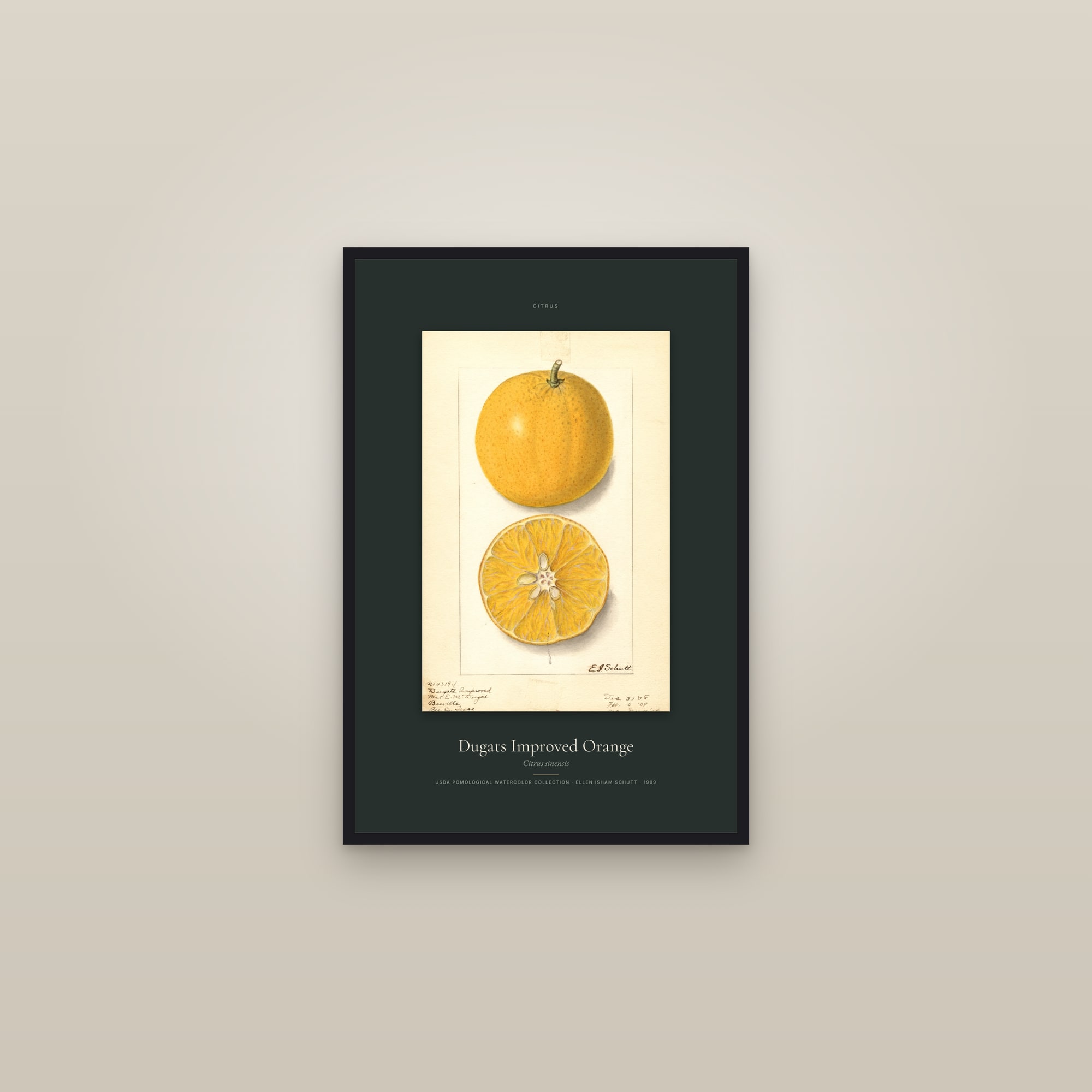 Dugats Improved Orange — Specimen — framed in a gallery setting