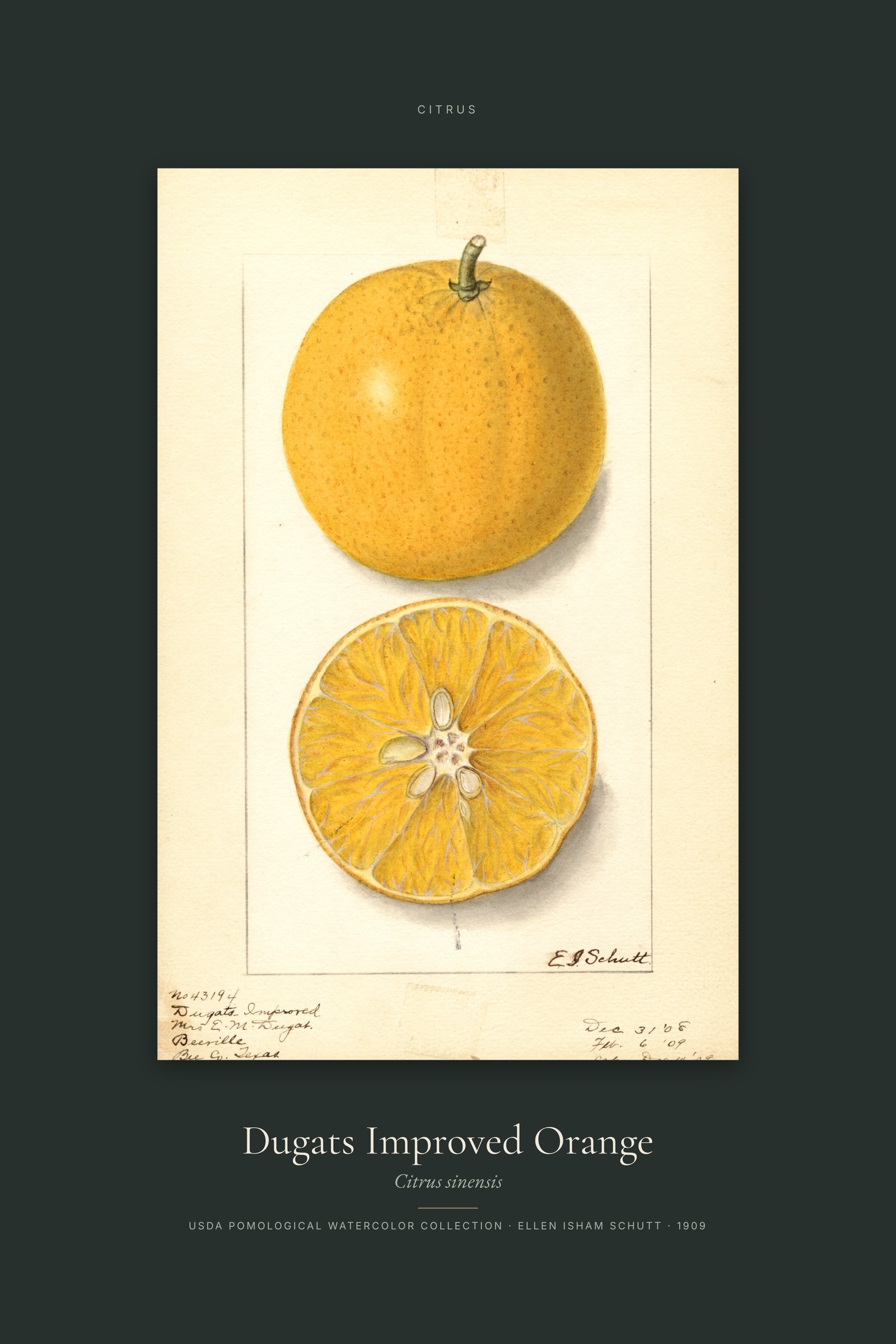 Dugats Improved Orange — Specimen