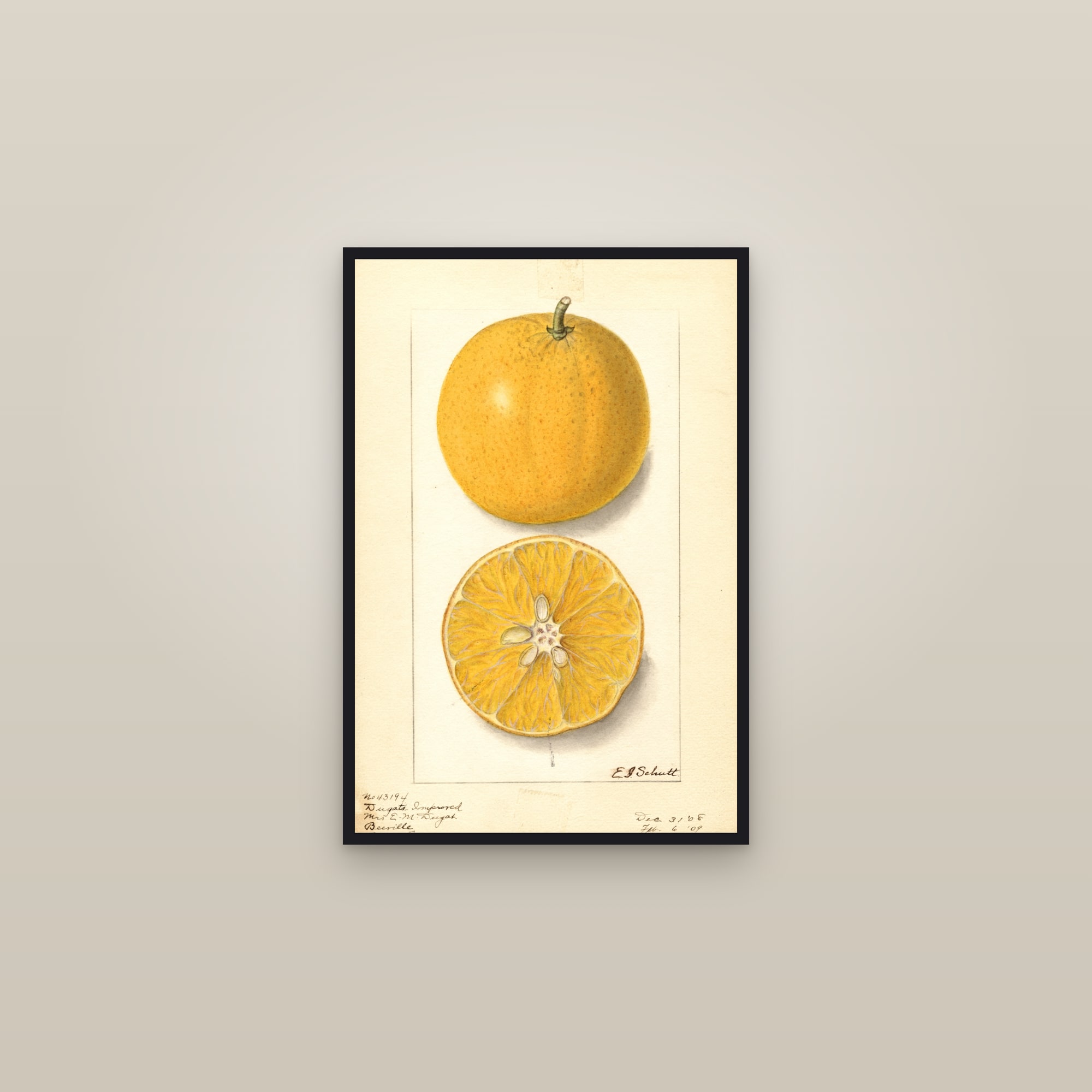 Dugats Improved Orange — framed in a gallery setting