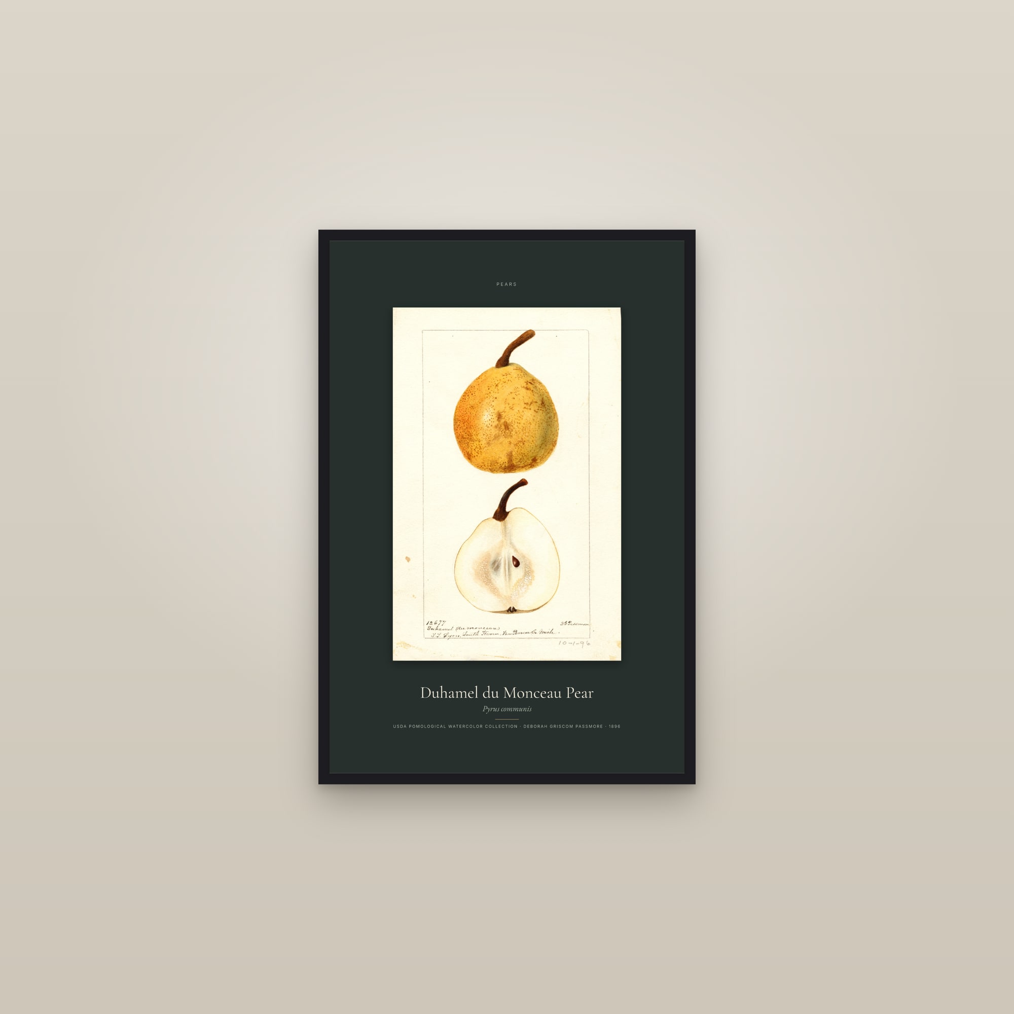 Duhamel du Monceau Pear — Specimen — framed in a gallery setting
