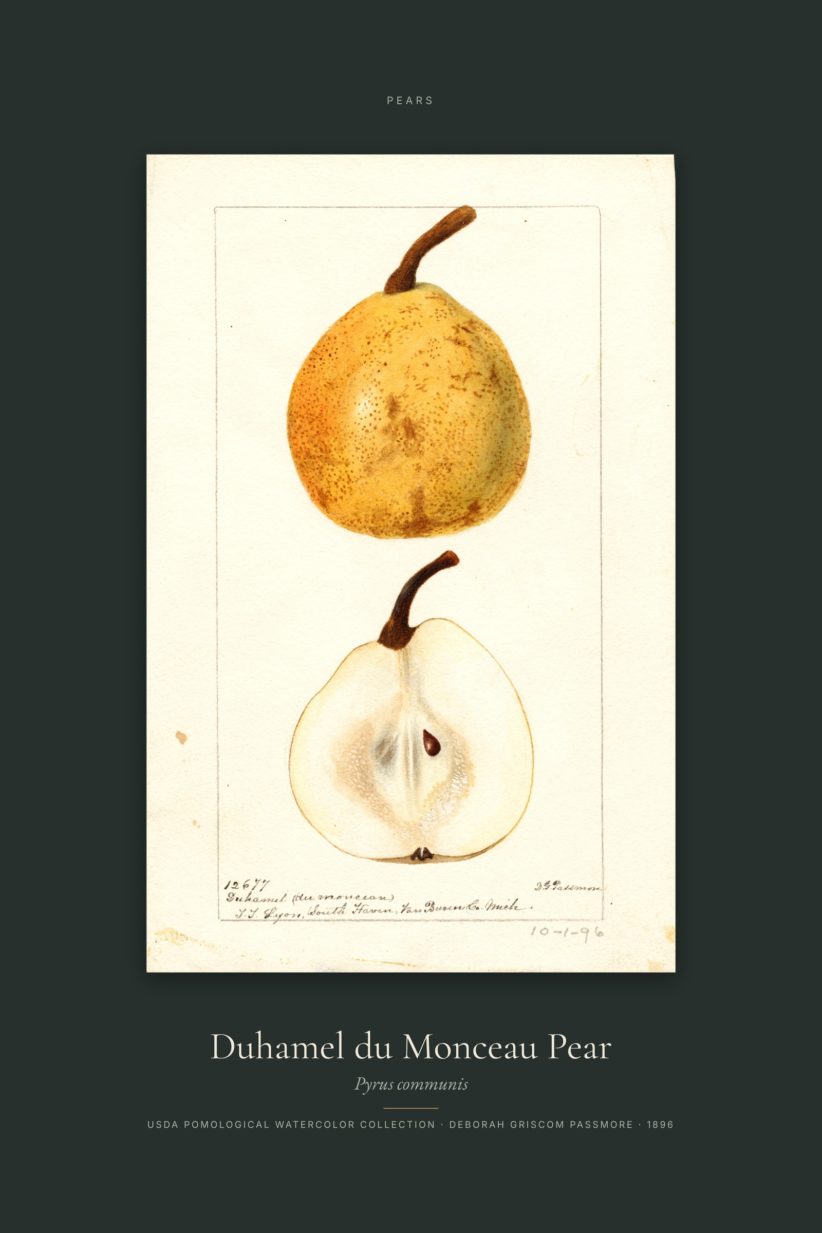 Duhamel du Monceau Pear — Specimen