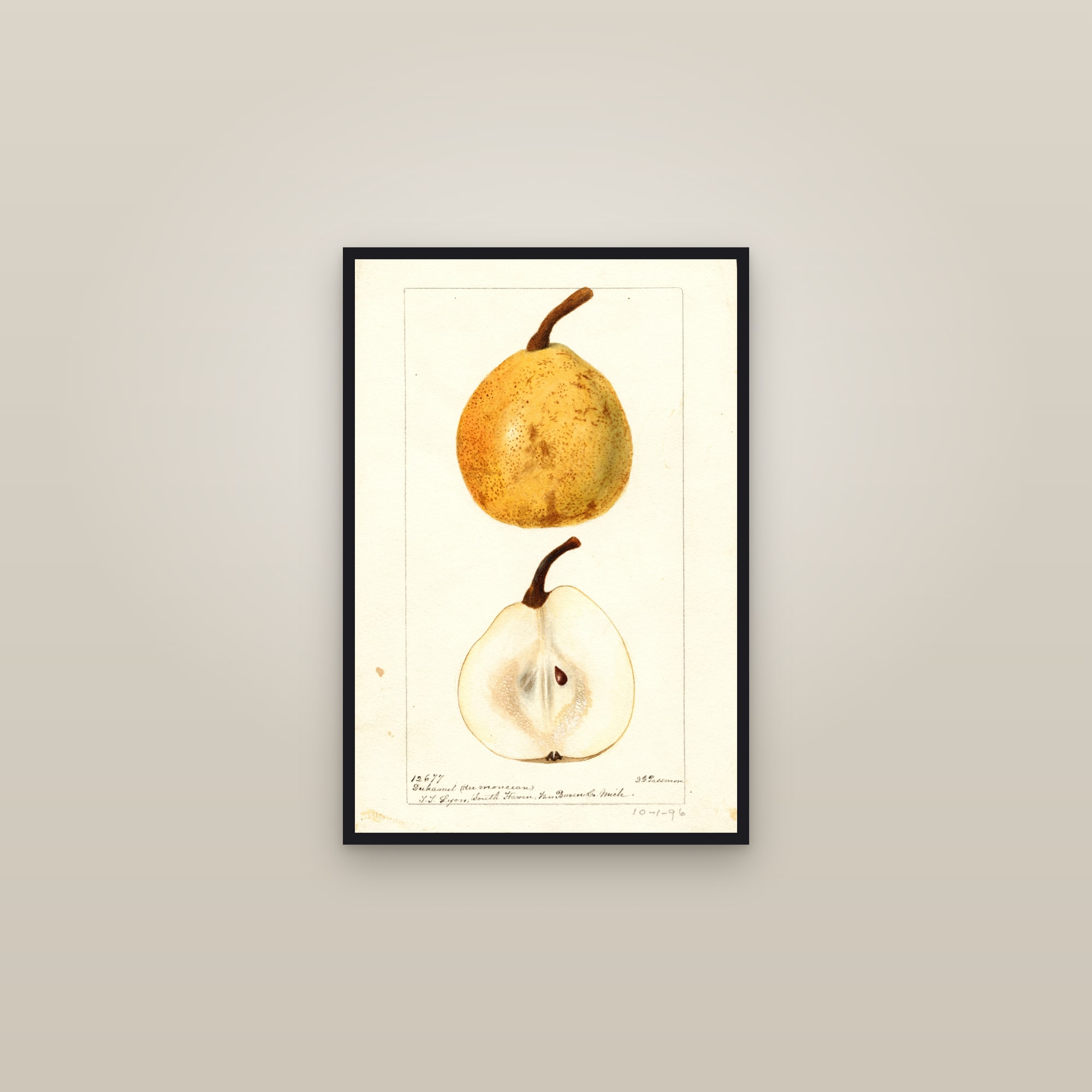 Duhamel du Monceau Pear — framed in a gallery setting