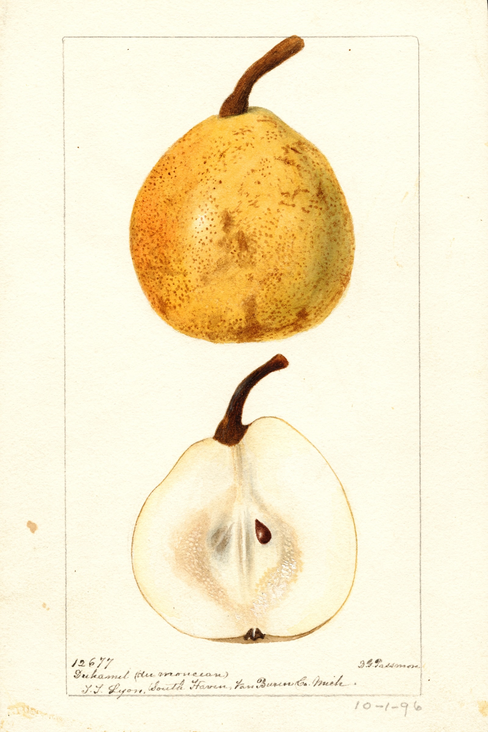Duhamel du Monceau Pear