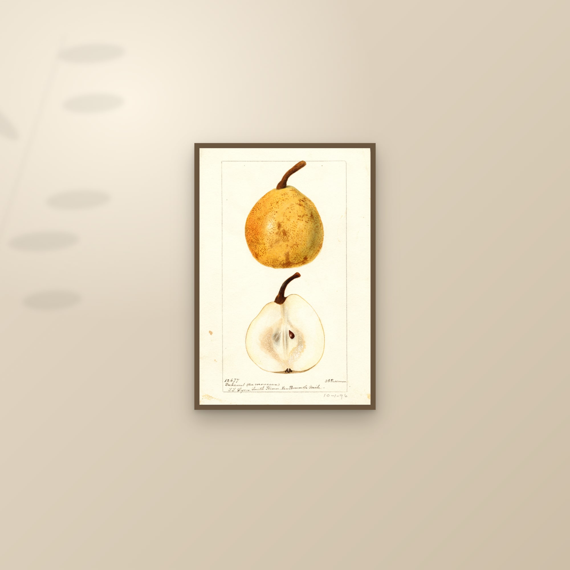 Duhamel du Monceau Pear — framed and styled on a sunlit wall