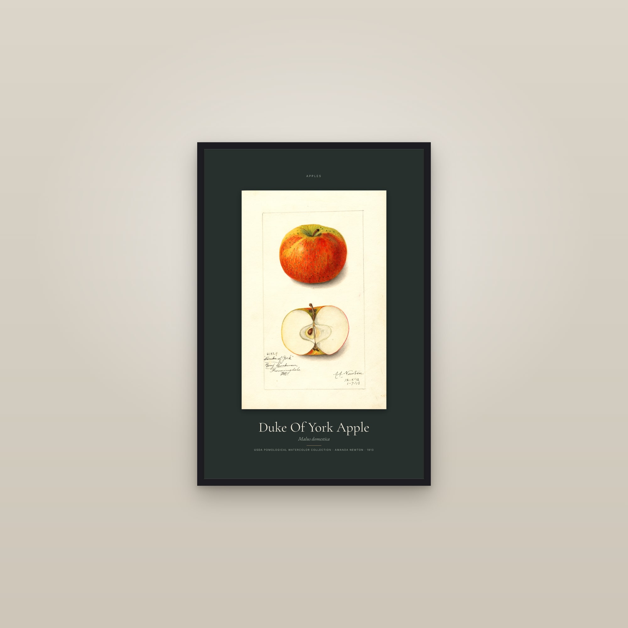Duke Of York Apple — Specimen — framed in a gallery setting