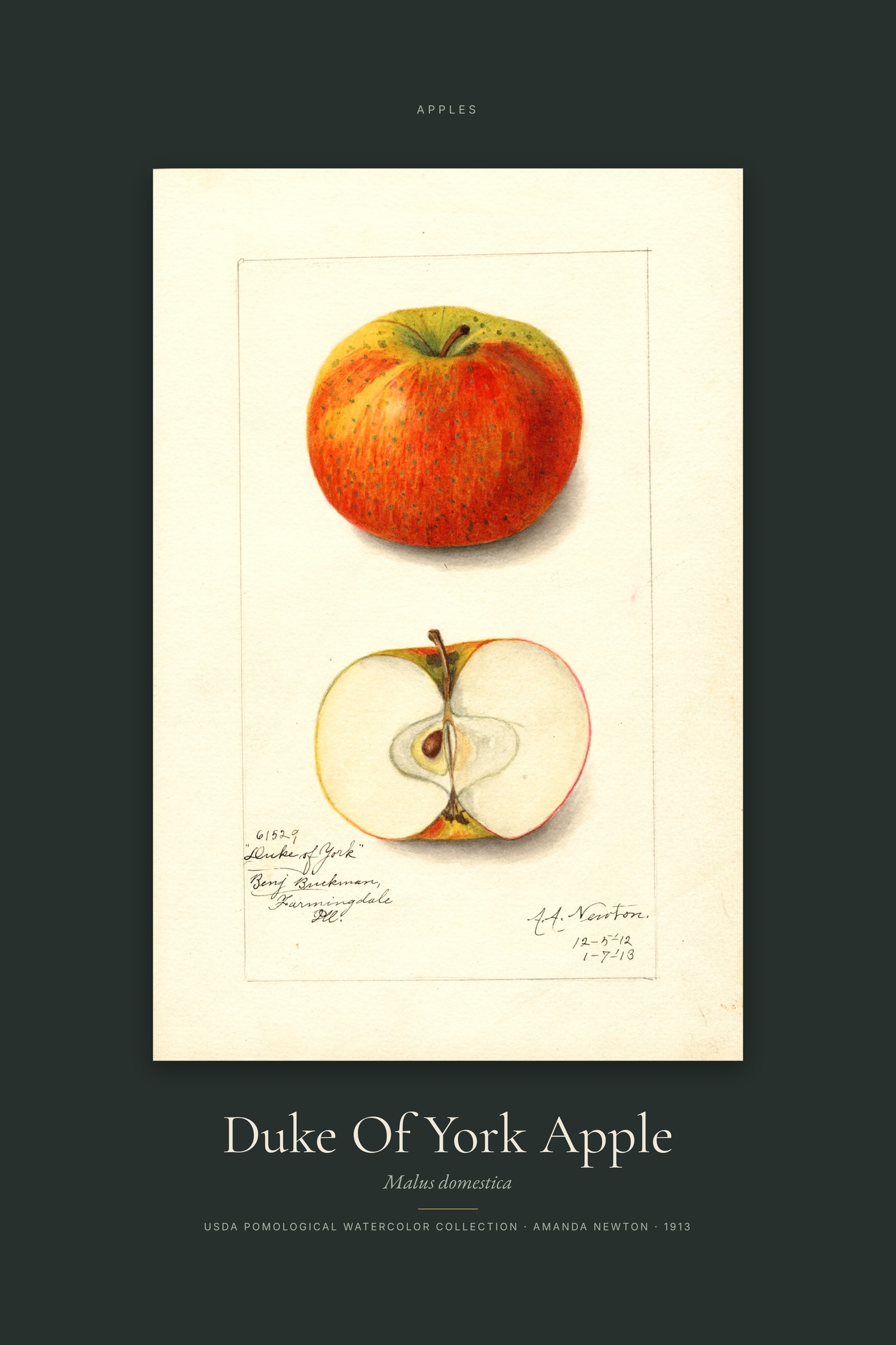 Duke Of York Apple — Specimen