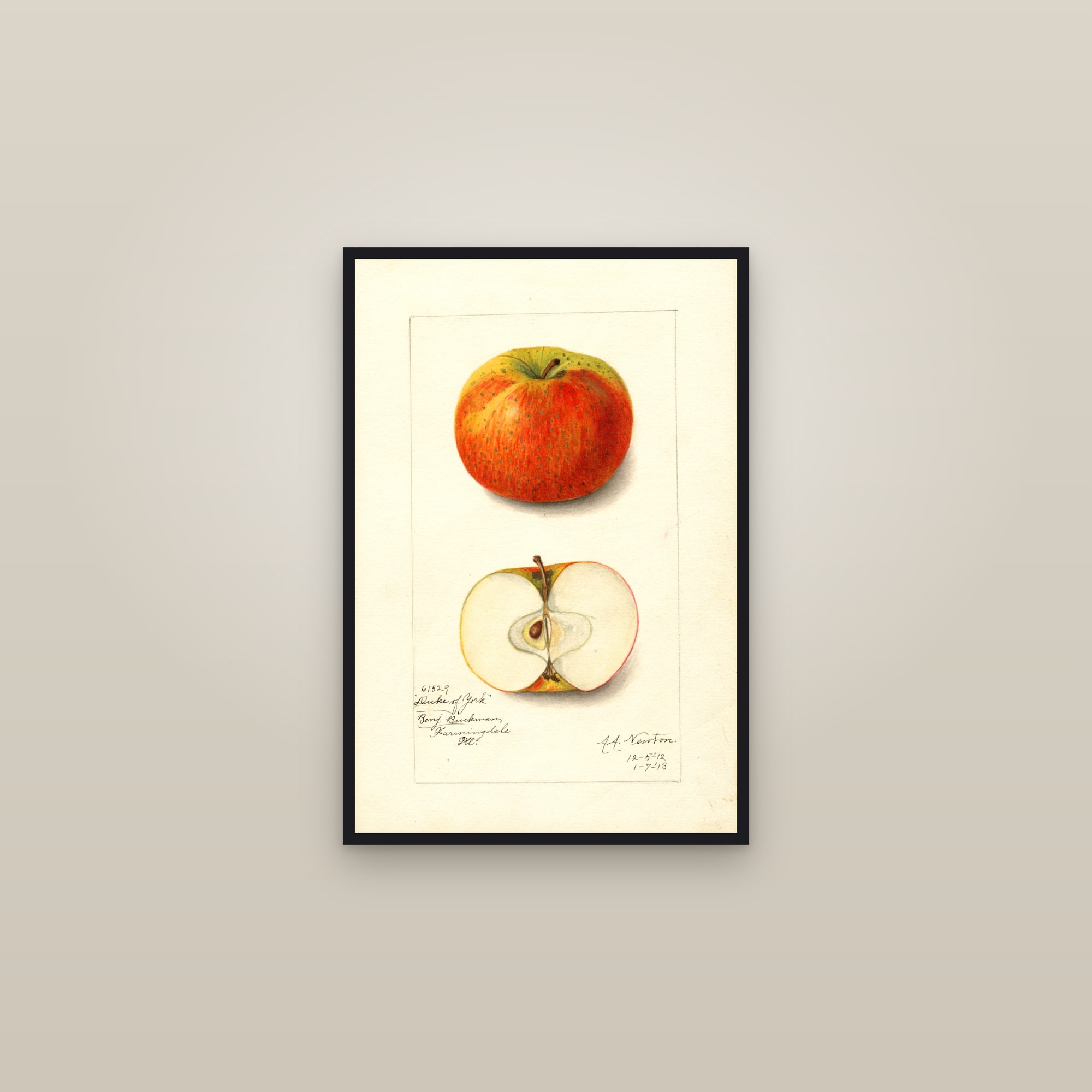 Duke Of York Apple — framed in a gallery setting