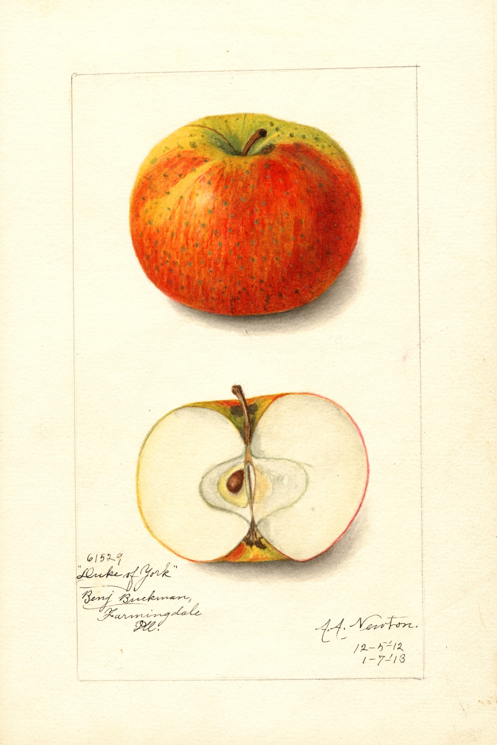 Duke Of York Apple