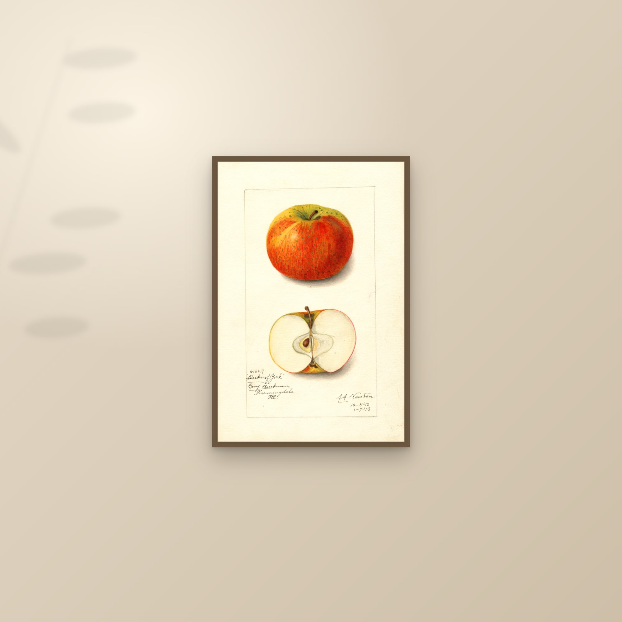 Duke Of York Apple — framed and styled on a sunlit wall