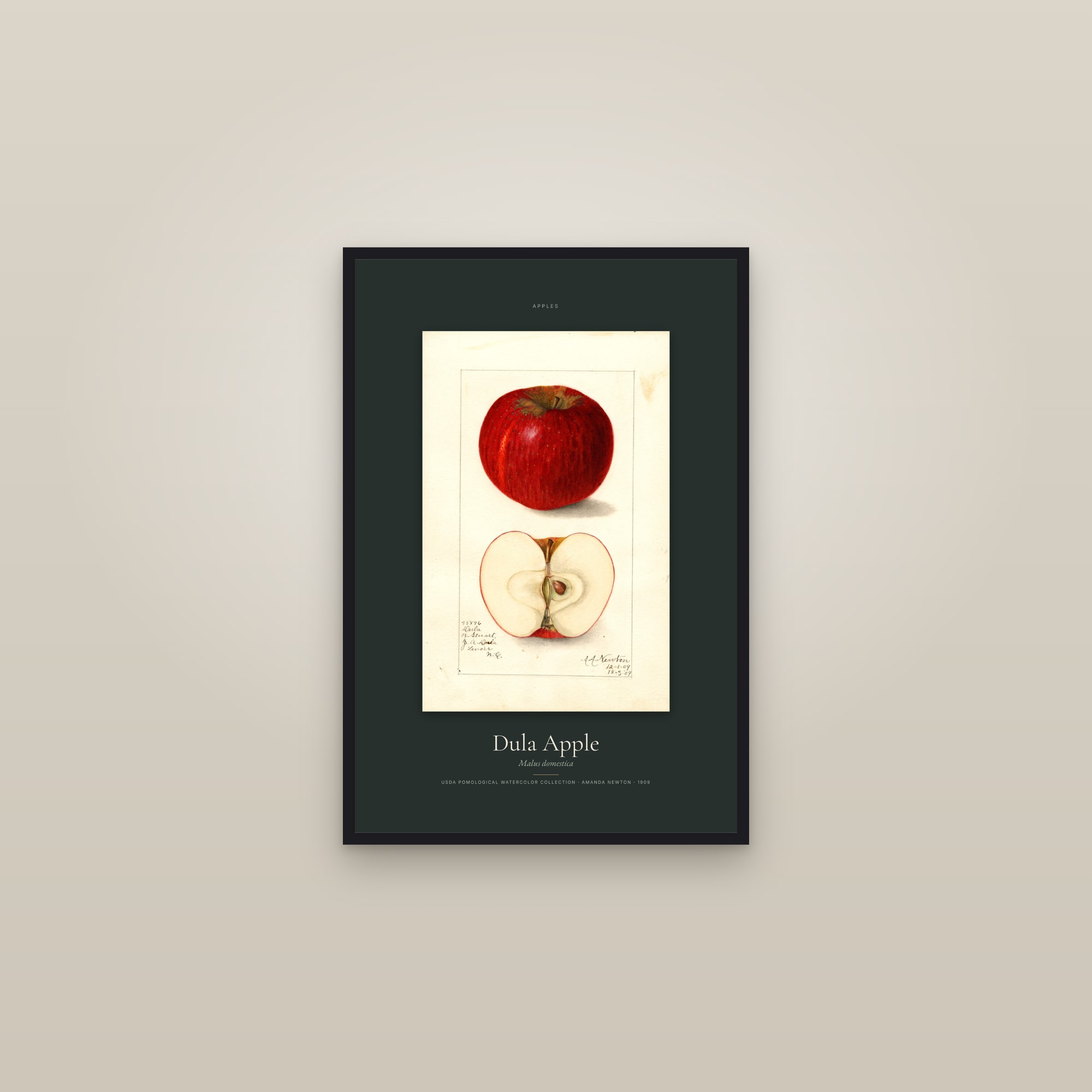 Dula Apple — Specimen — framed in a gallery setting