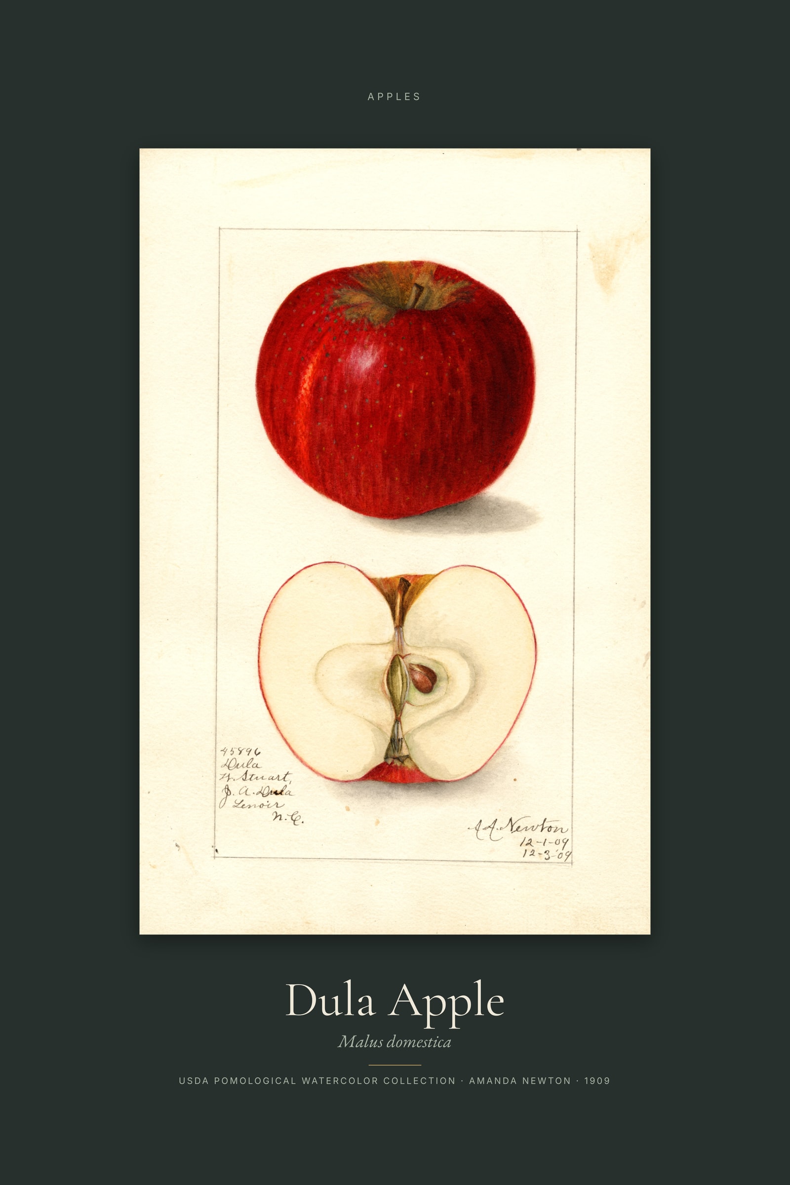 Dula Apple — Specimen
