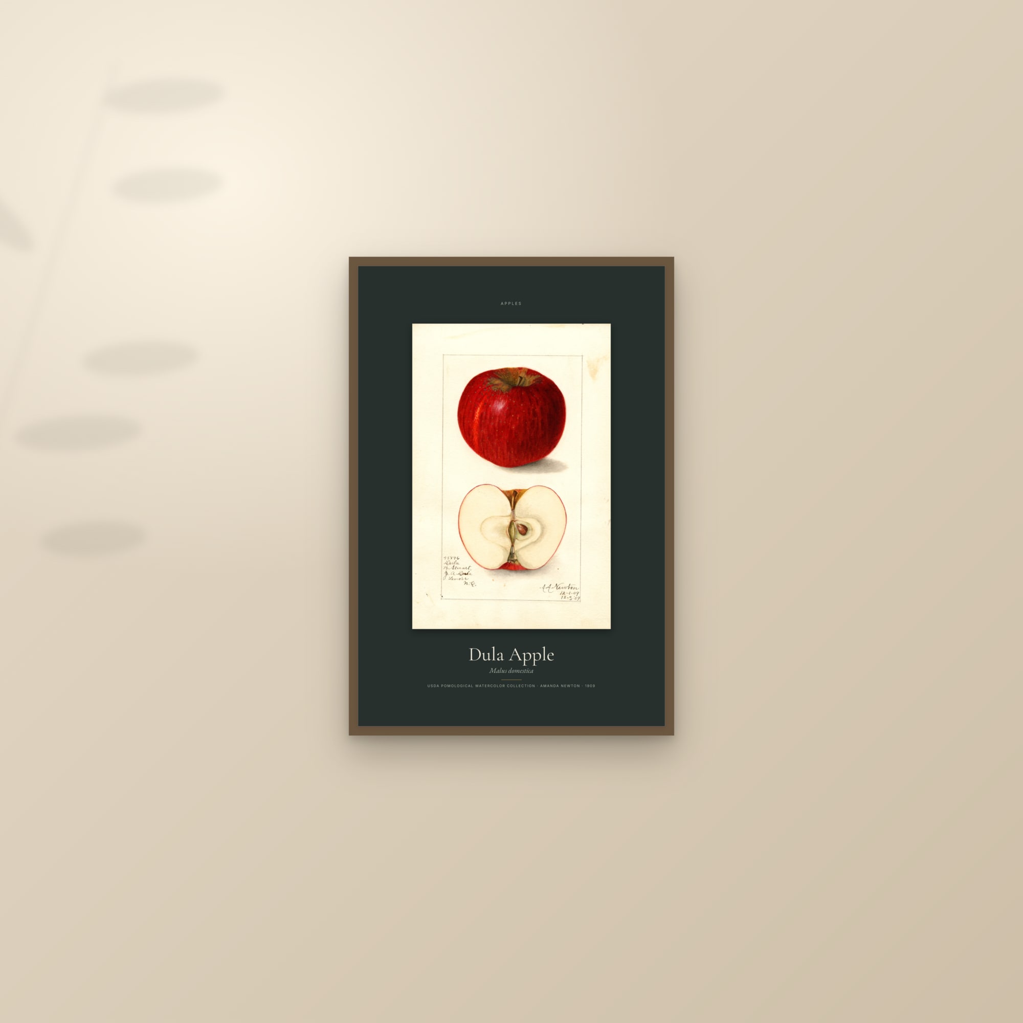 Dula Apple — Specimen — framed and styled on a sunlit wall