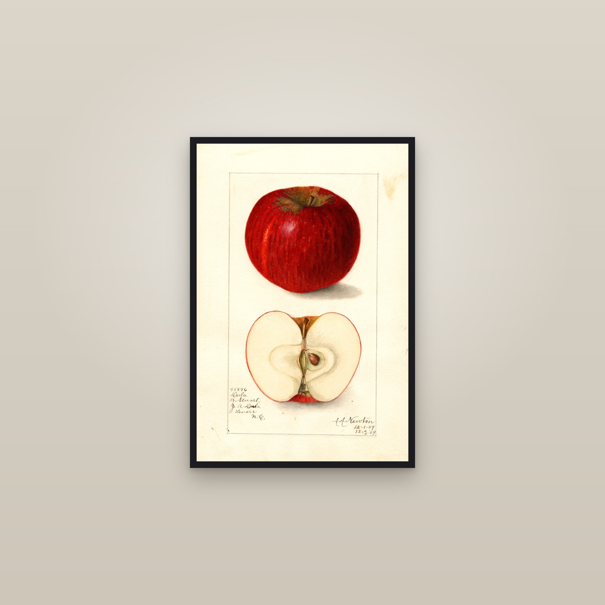 Dula Apple — framed in a gallery setting