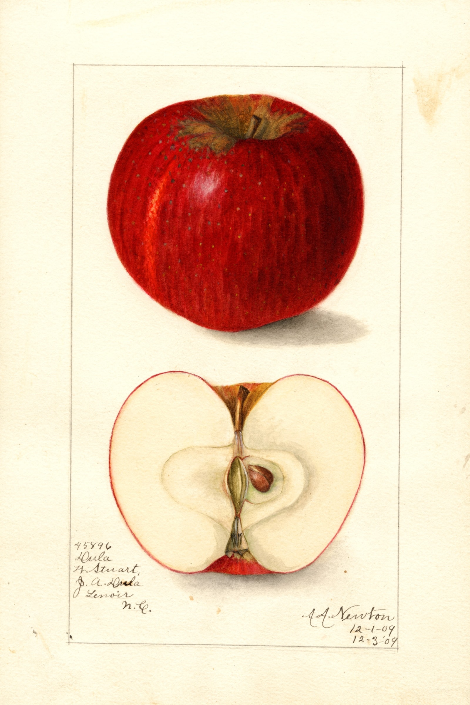Dula Apple