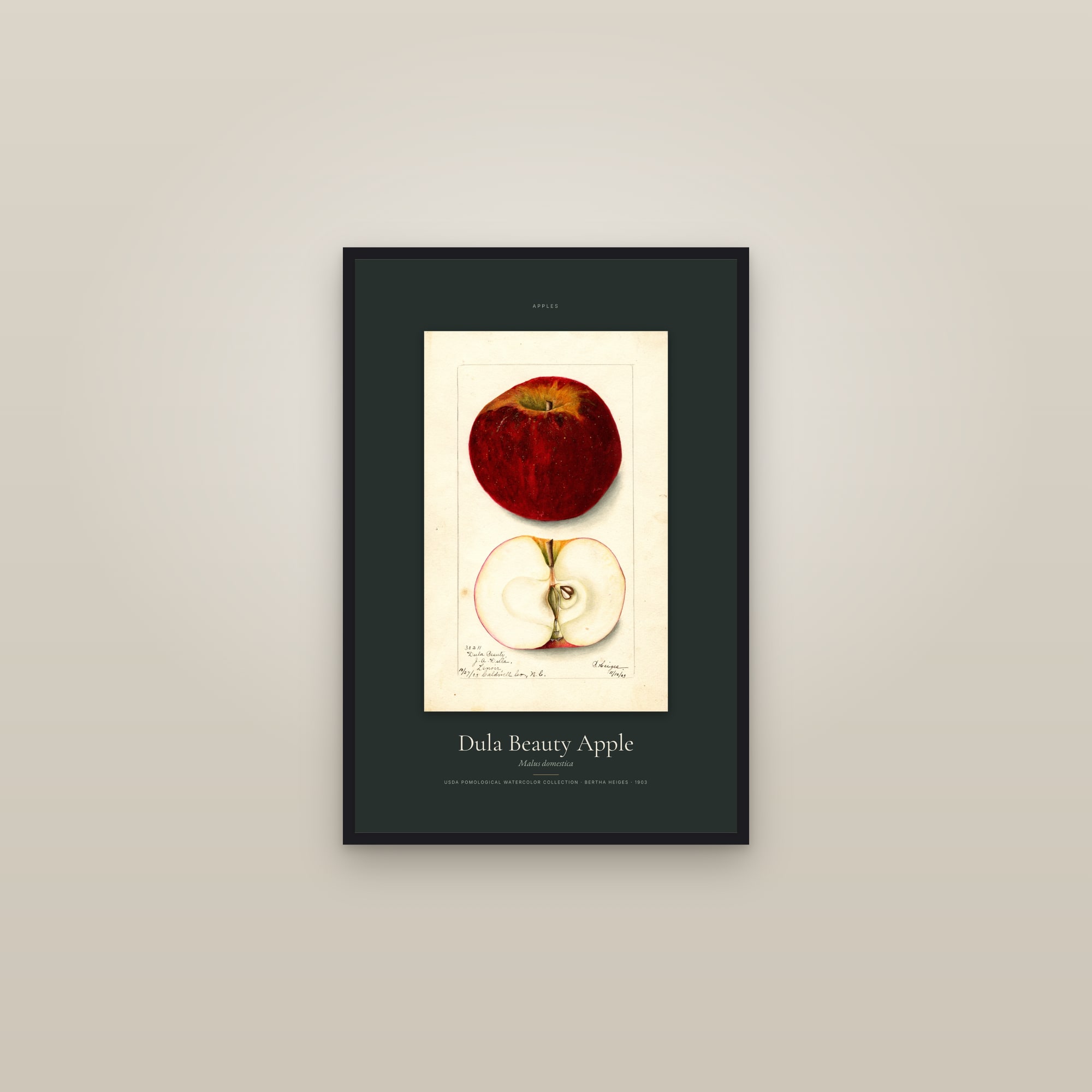 Dula Beauty Apple — Specimen — framed in a gallery setting