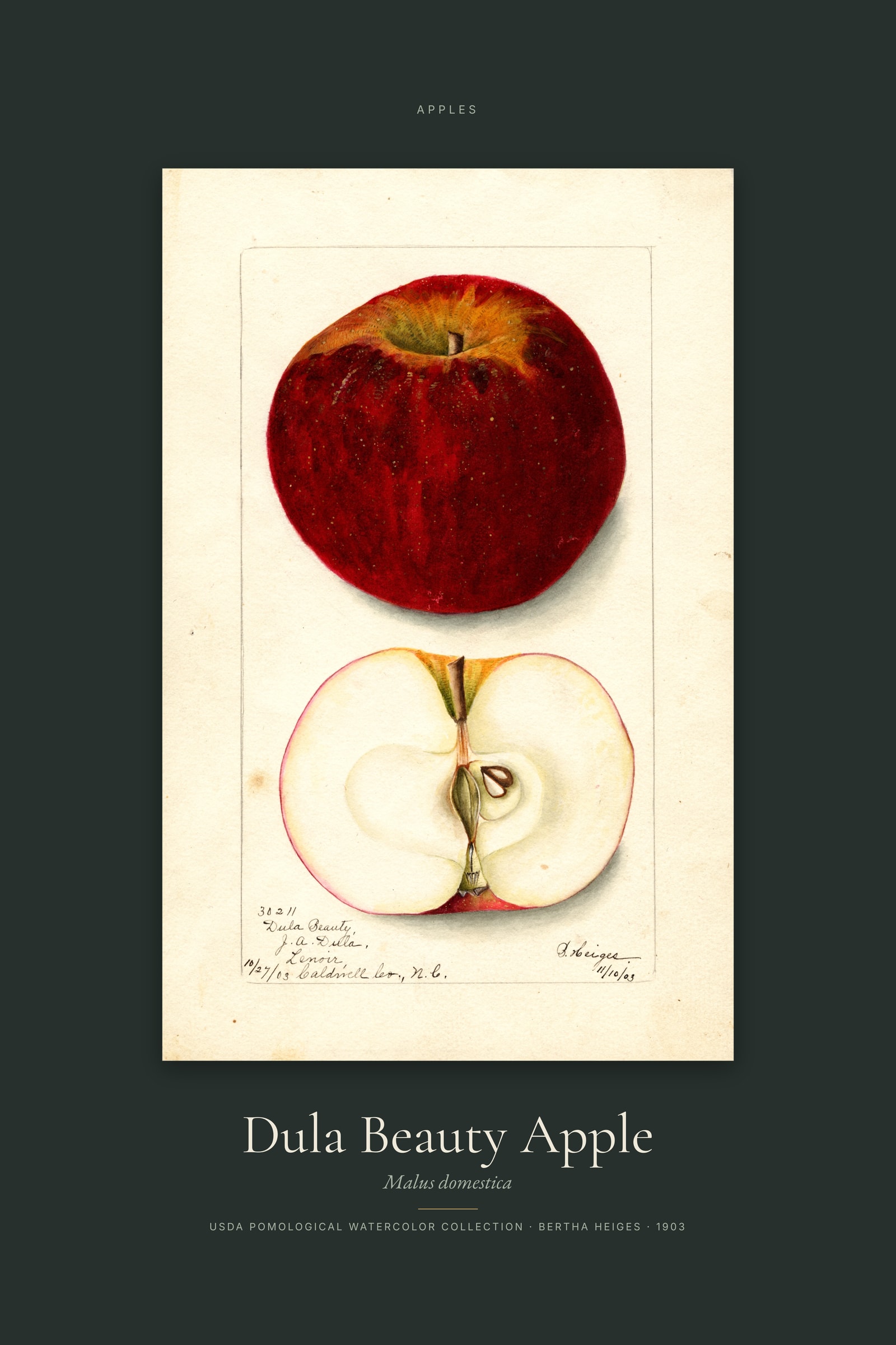 Dula Beauty Apple — Specimen