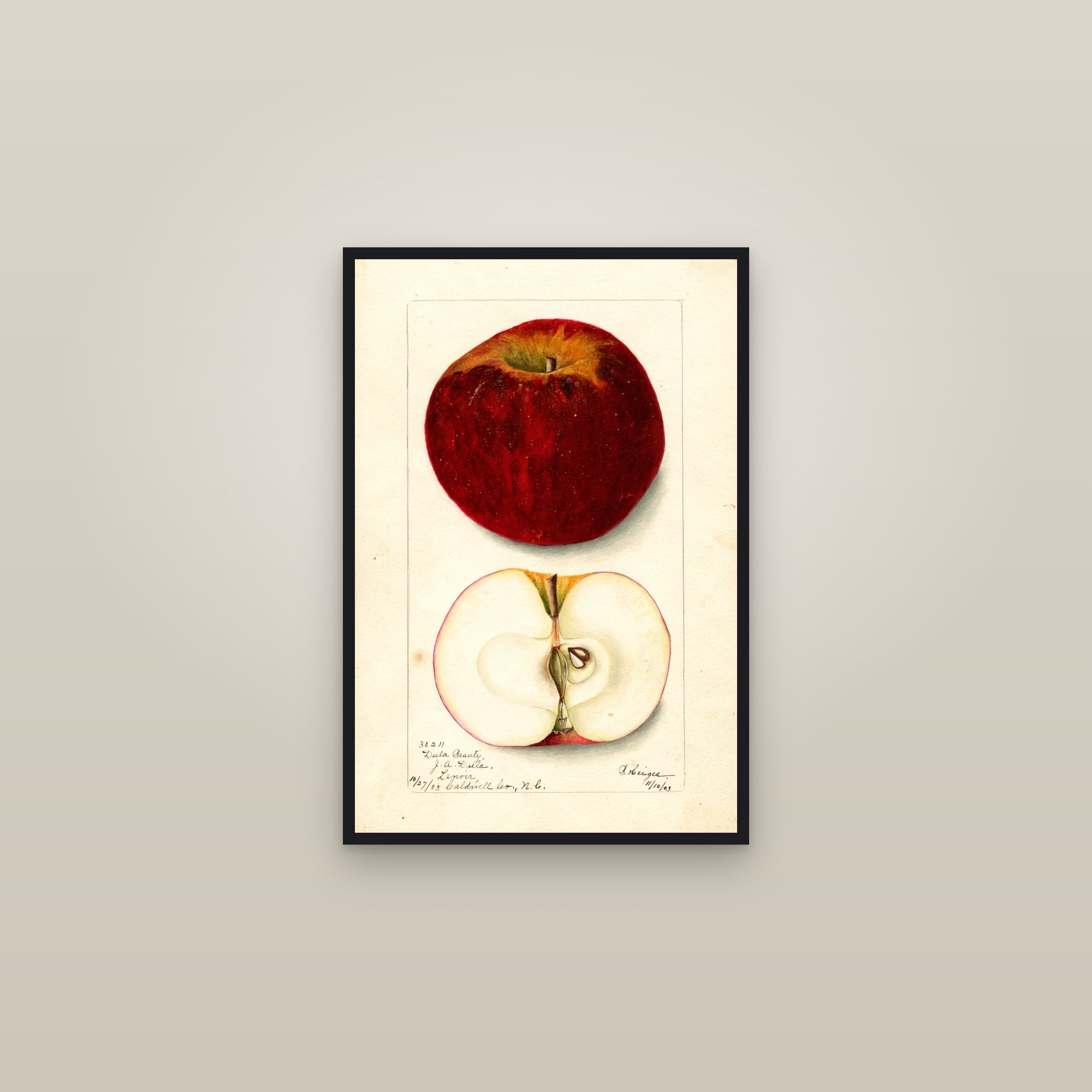 Dula Beauty Apple — framed in a gallery setting