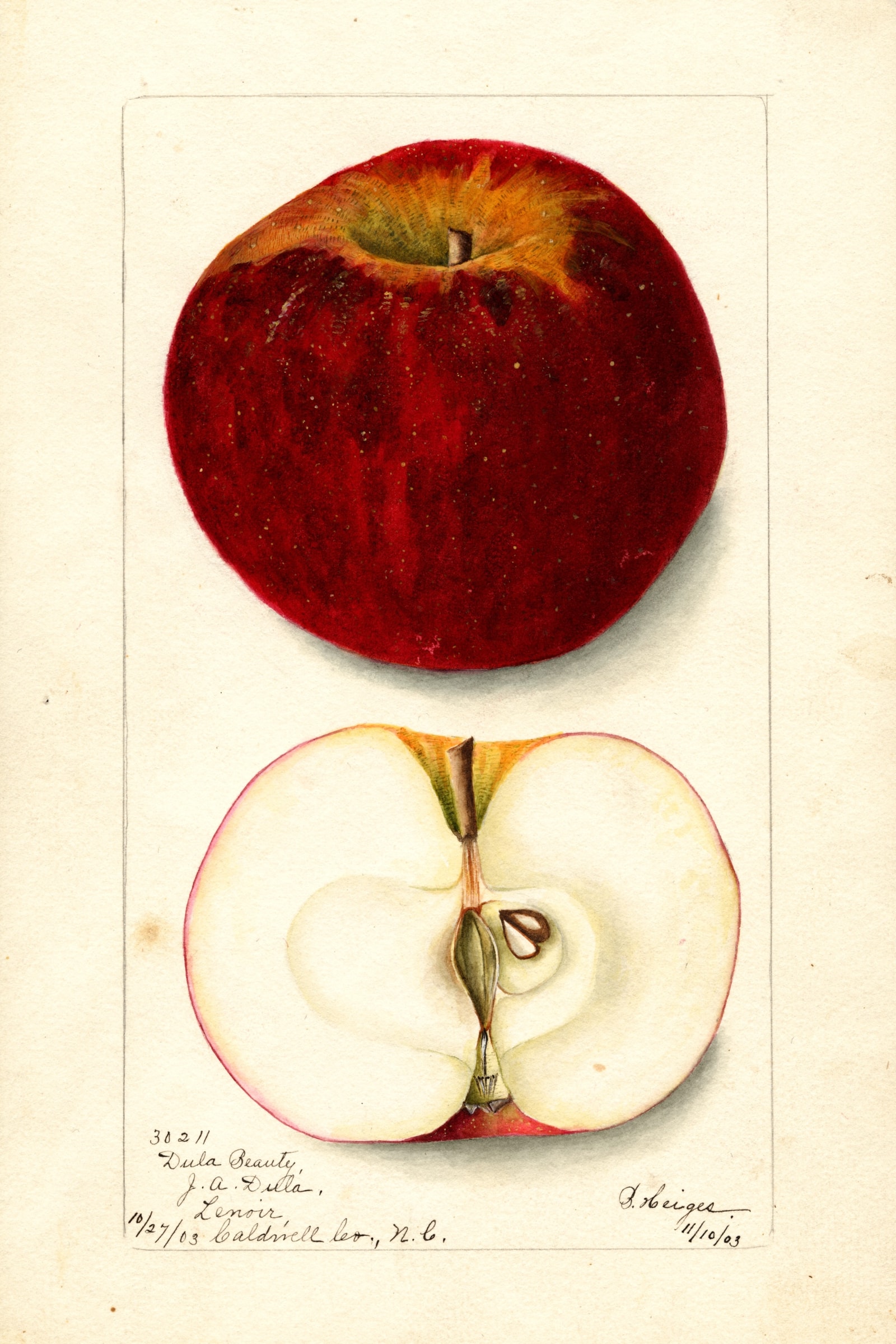 Dula Beauty Apple