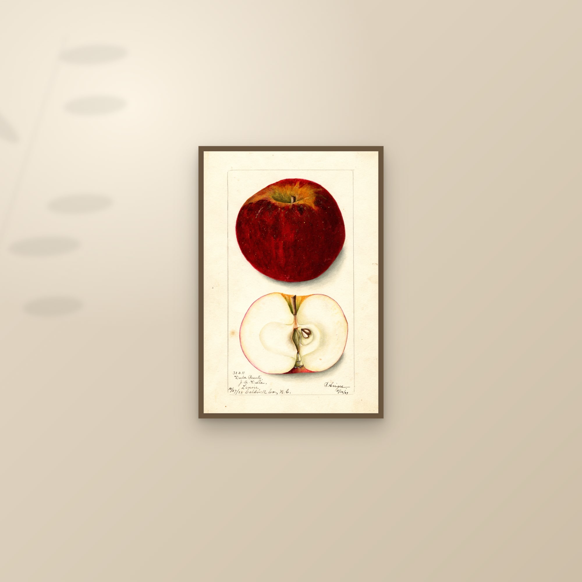 Dula Beauty Apple — framed and styled on a sunlit wall