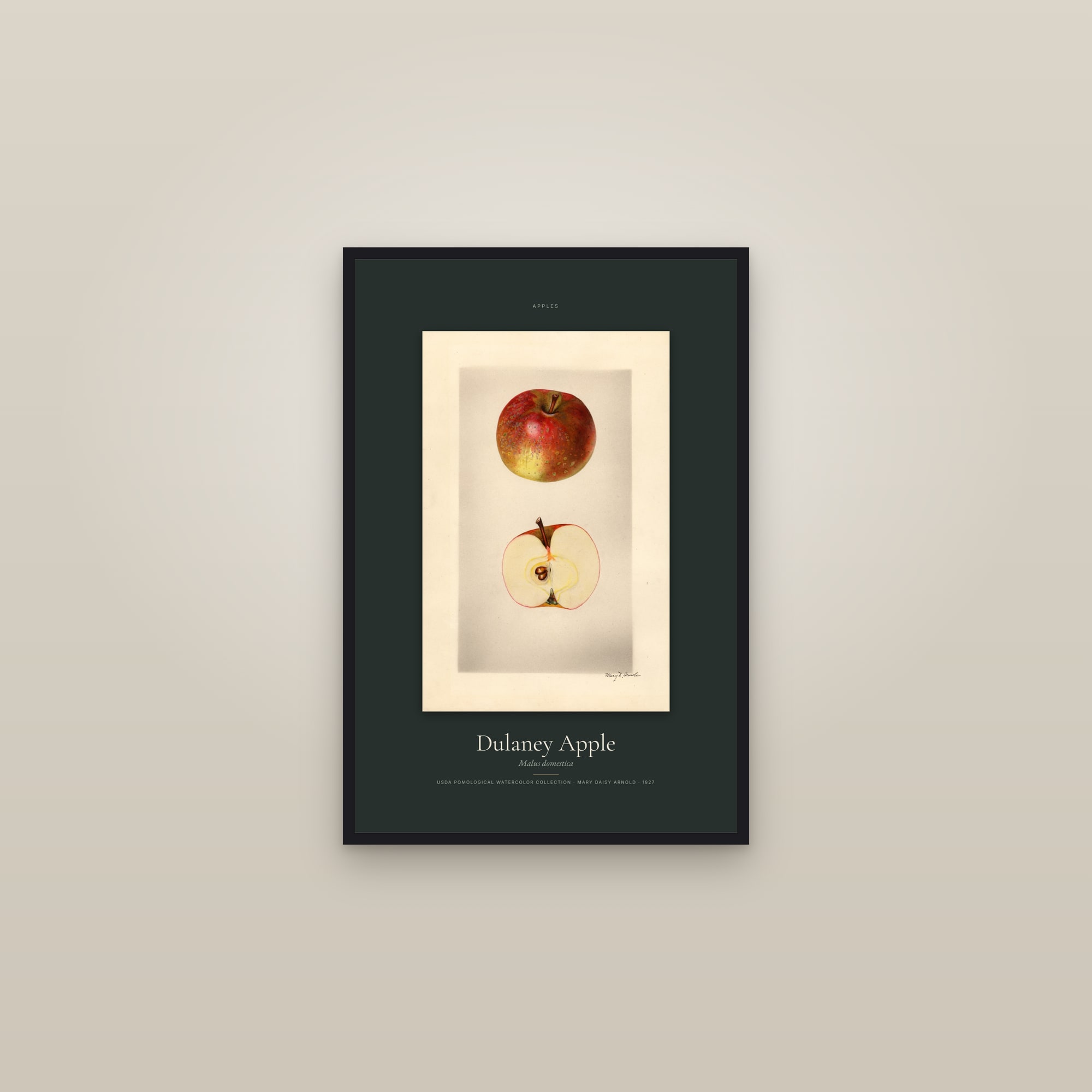 Dulaney Apple — Specimen — framed in a gallery setting