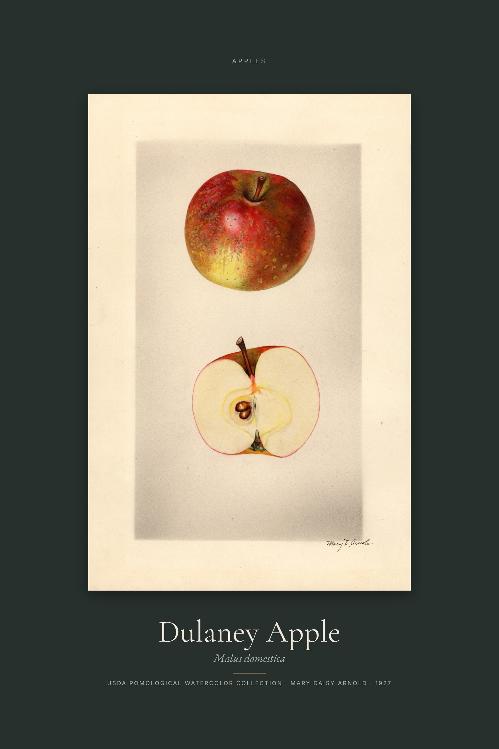 Dulaney Apple — Specimen