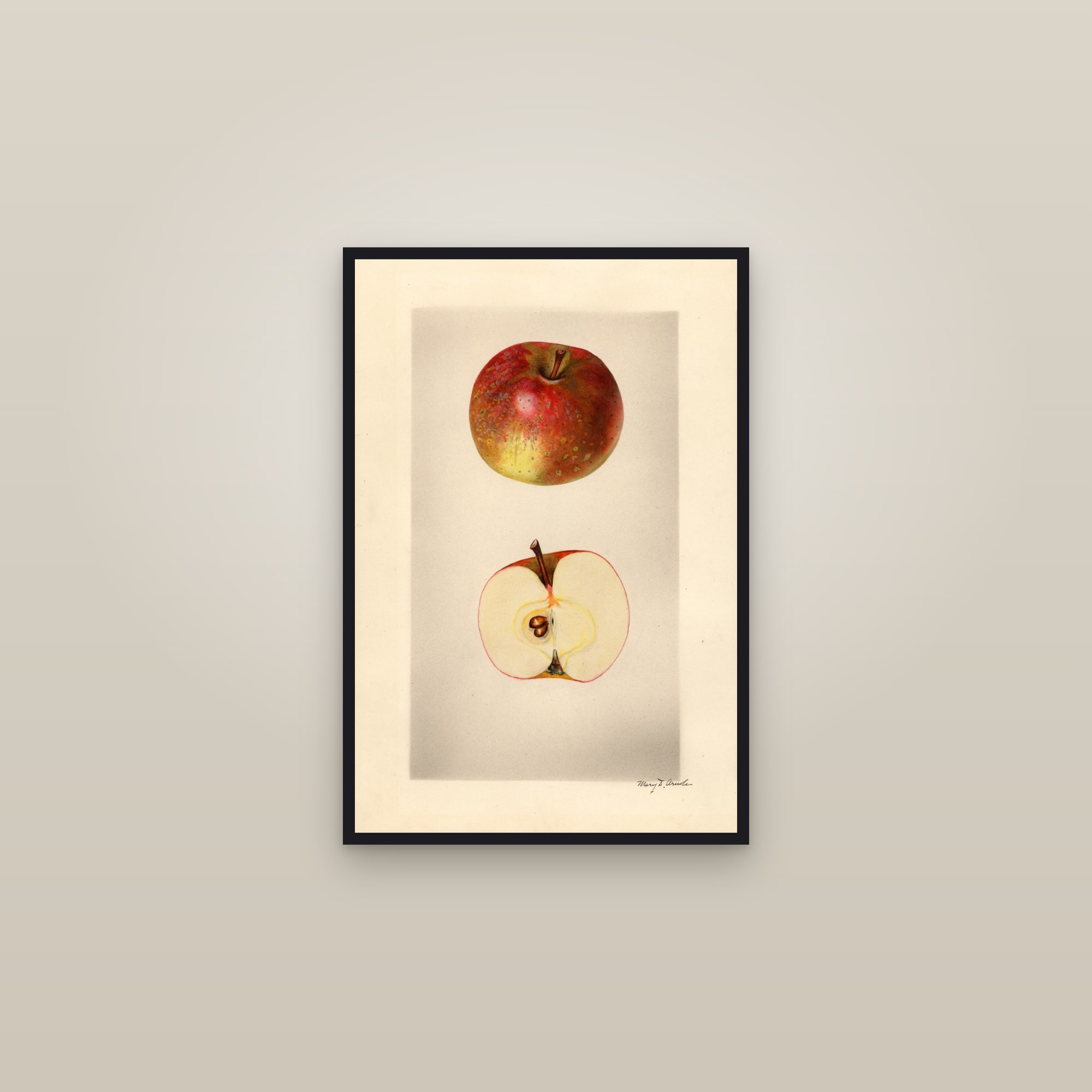 Dulaney Apple — framed in a gallery setting